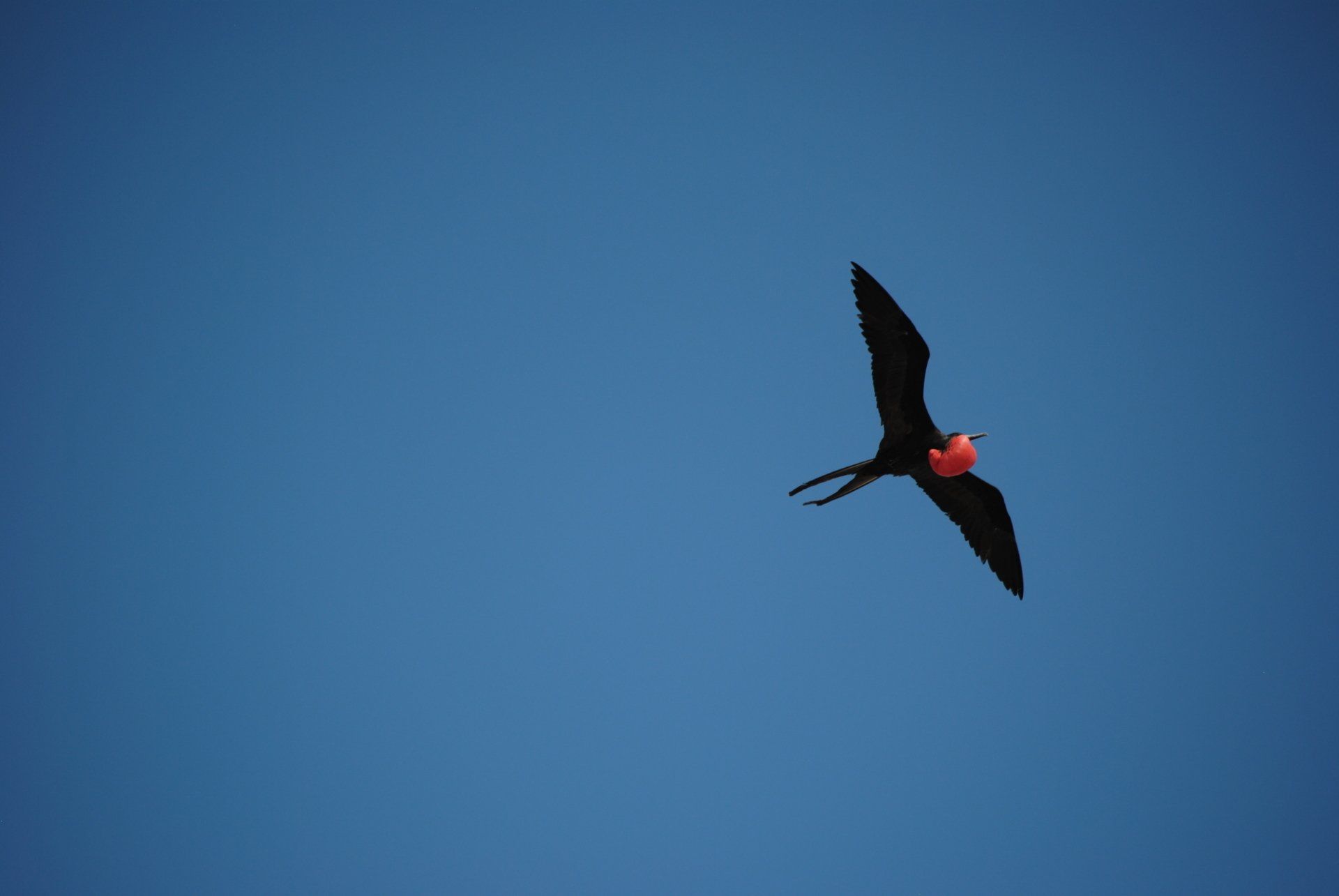 A bird with a red head is flying in a blue sky