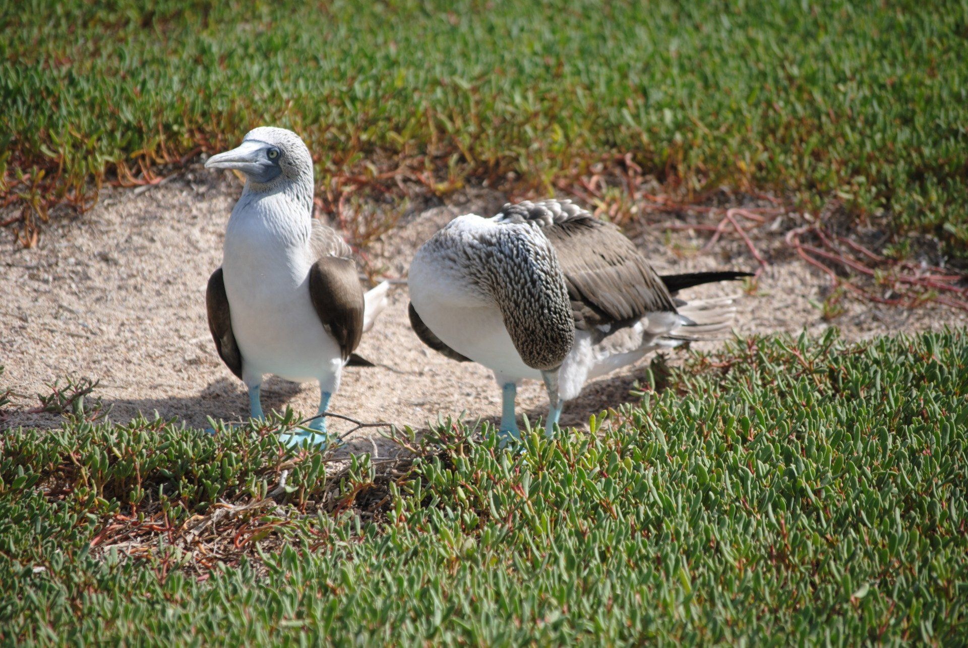 Two birds are standing next to each other in the grass.