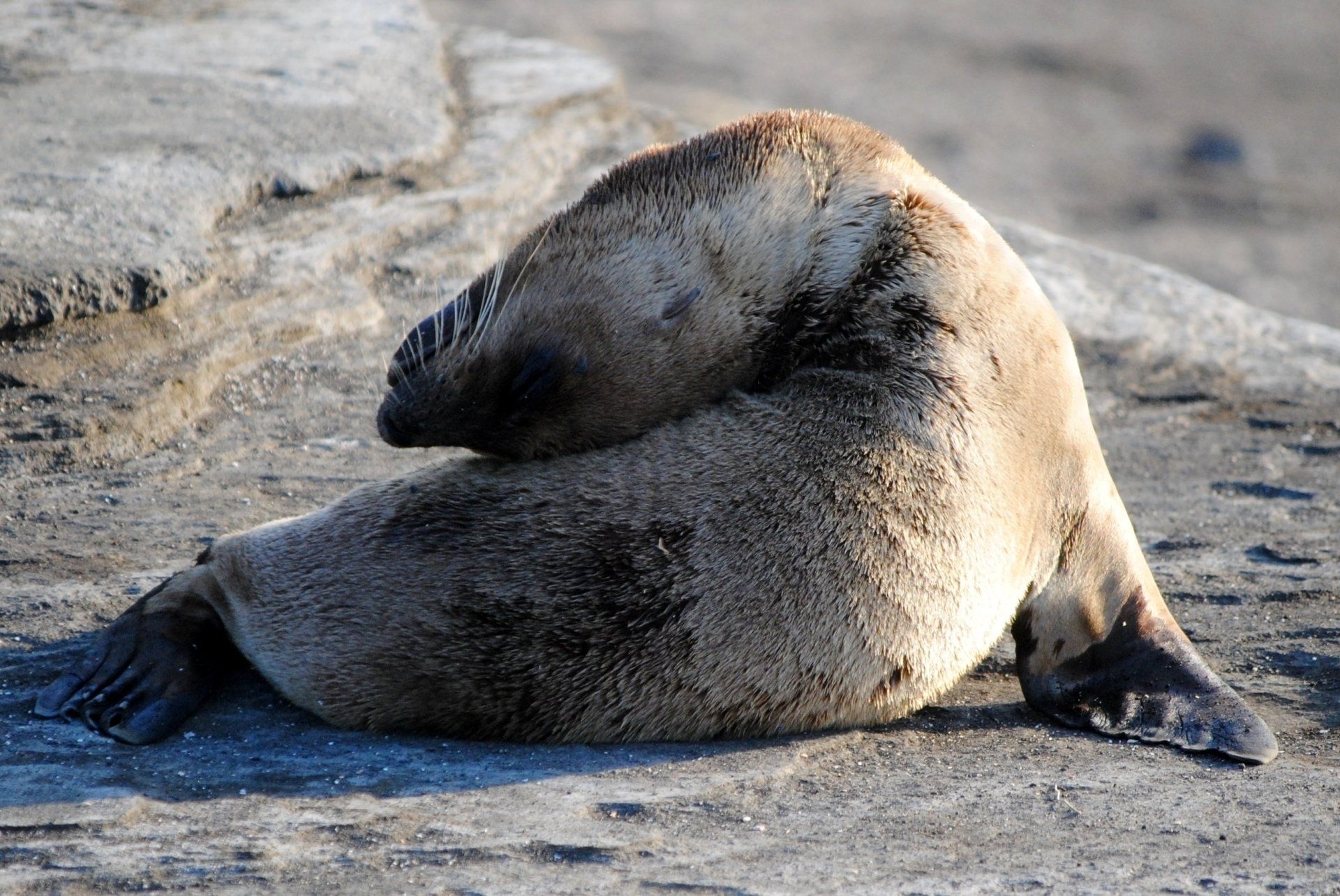 A seal is laying on its back on the ground
