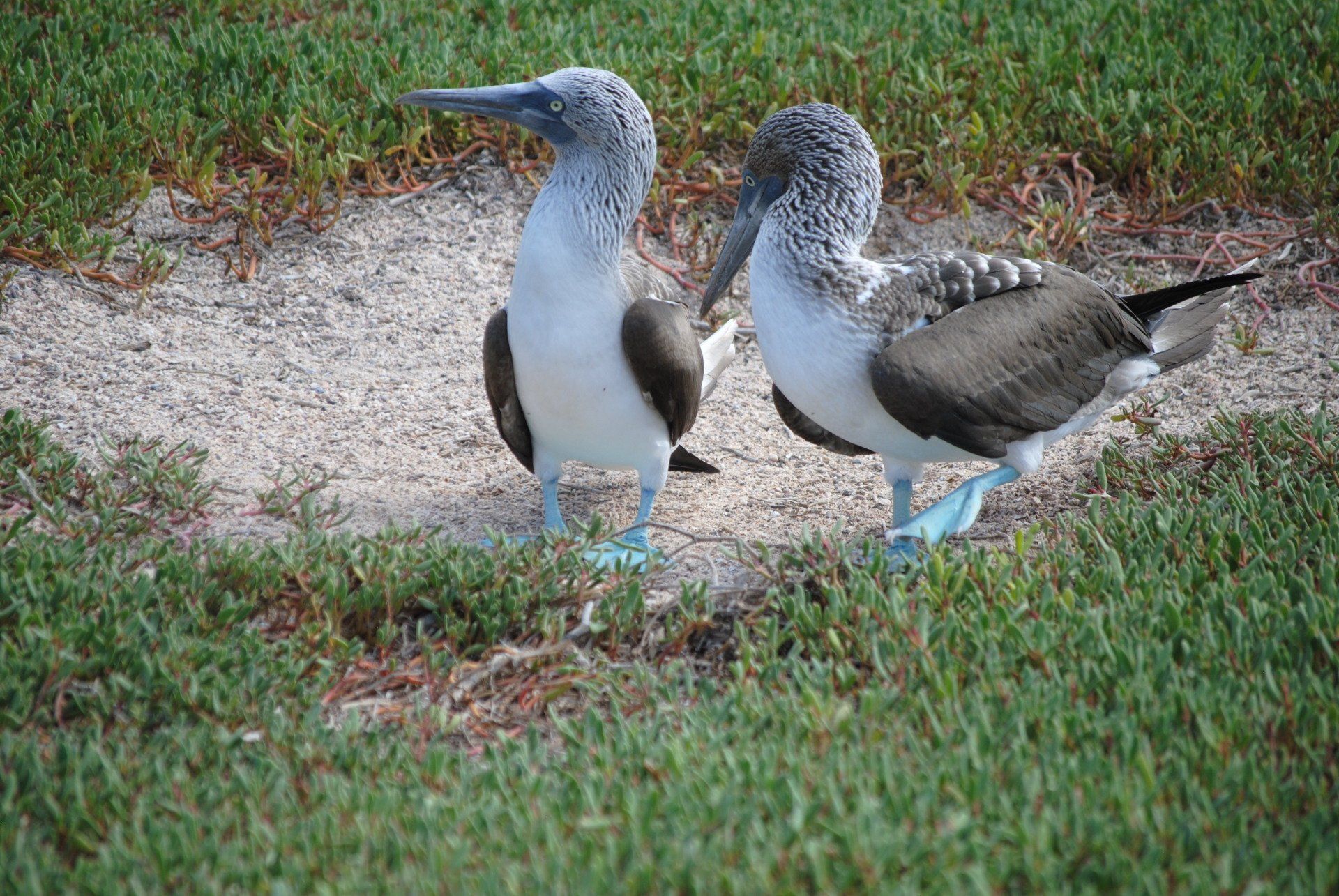 Two blue footed boobies are standing next to each other in the grass.