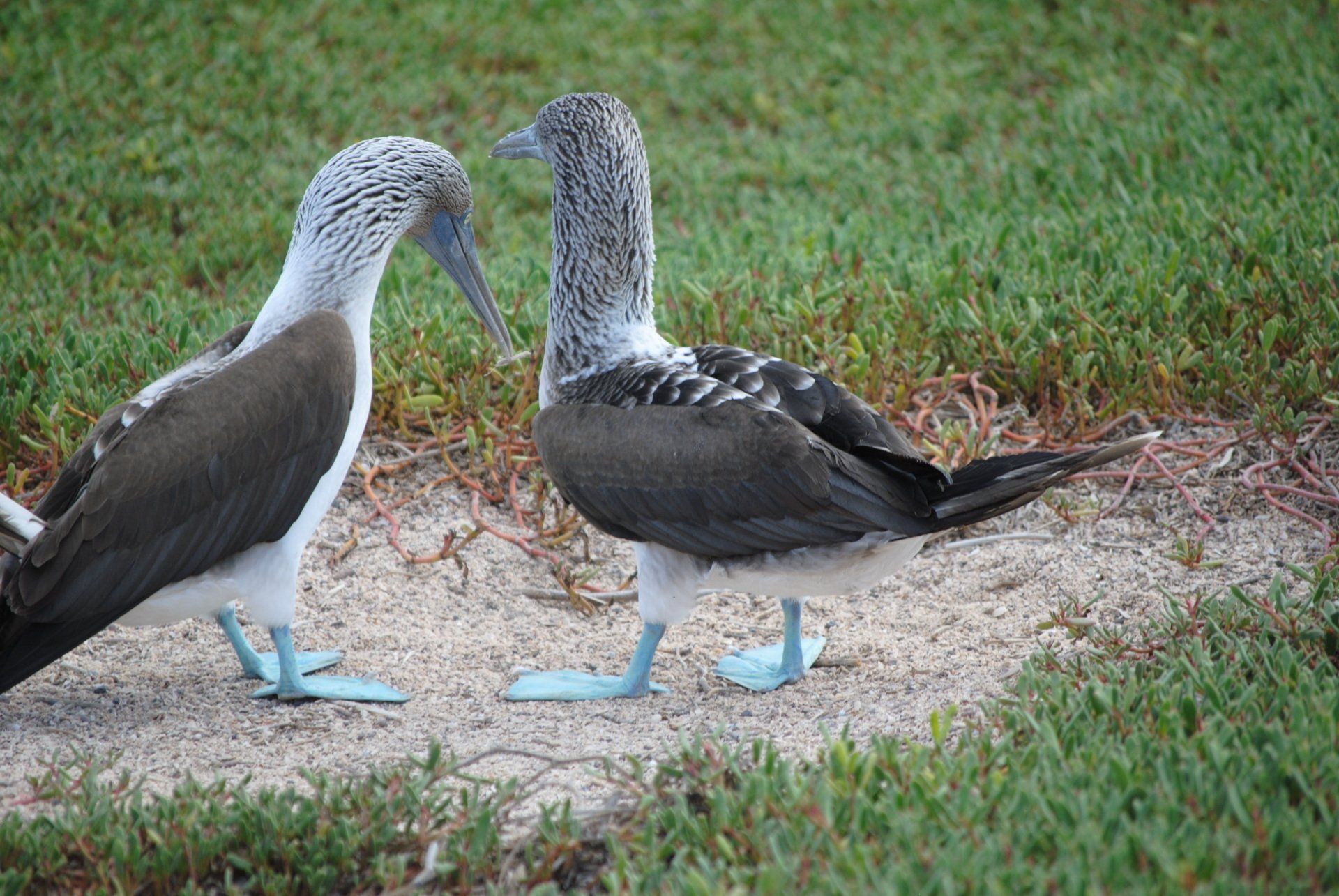 Two blue footed boobies are standing next to each other on the ground.