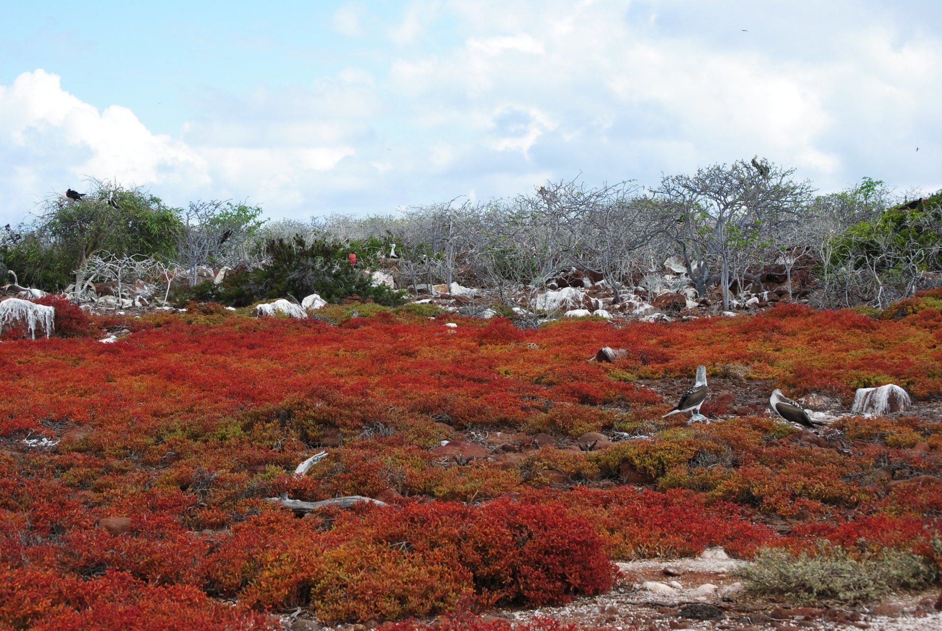 A field of red flowers with trees in the background
