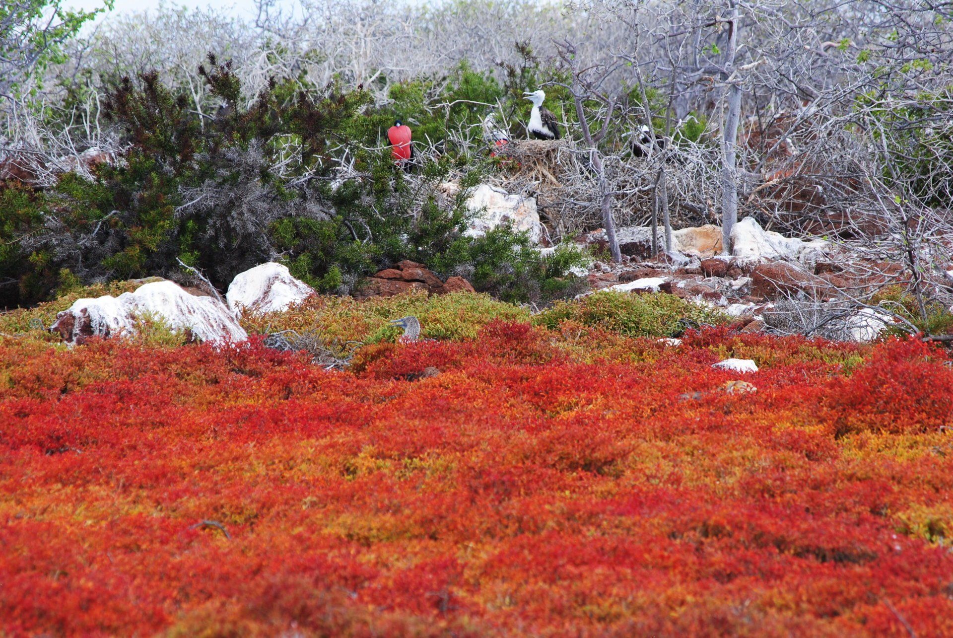 A field of red flowers with trees in the background
