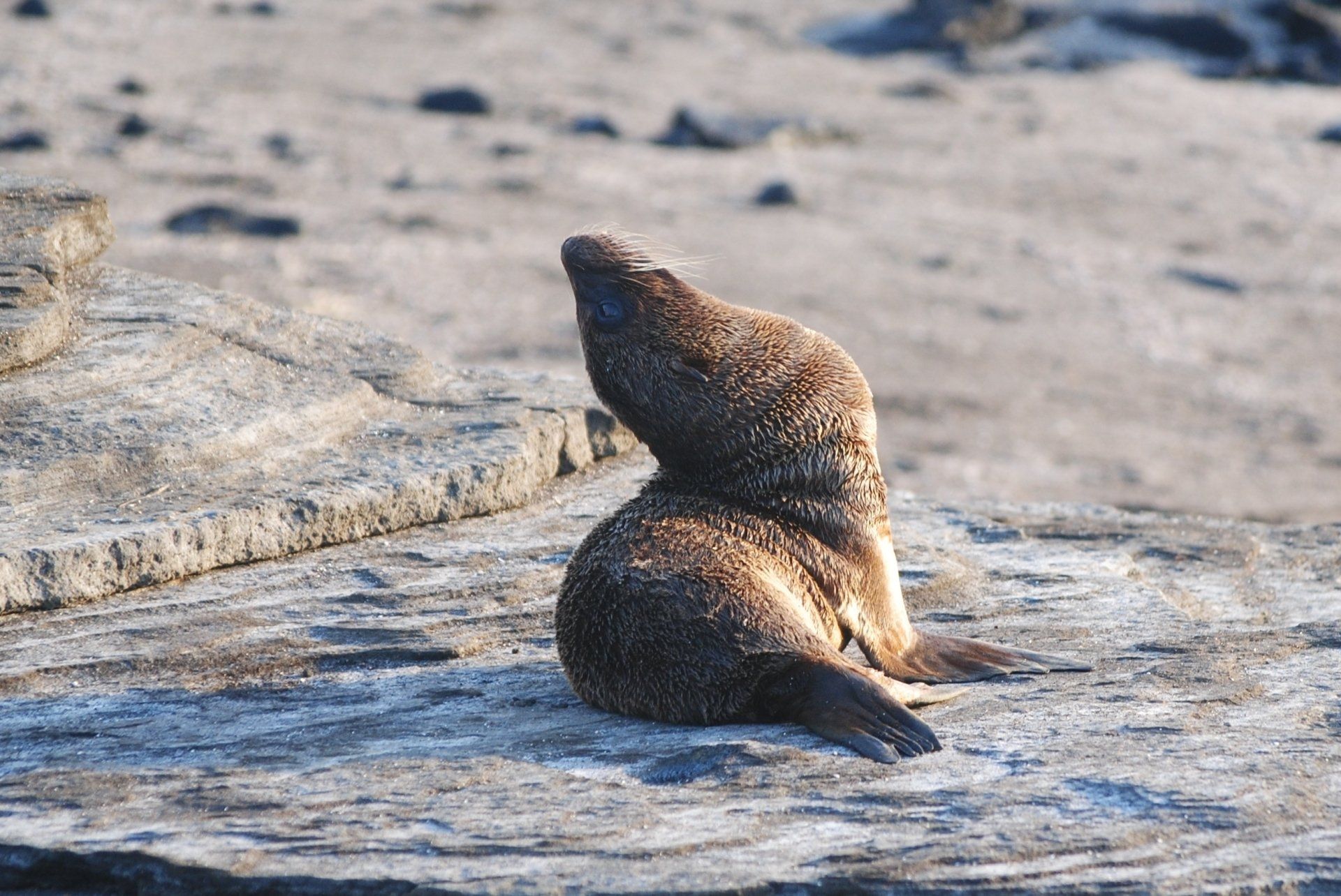 Two seals are sitting on top of each other on a rock.