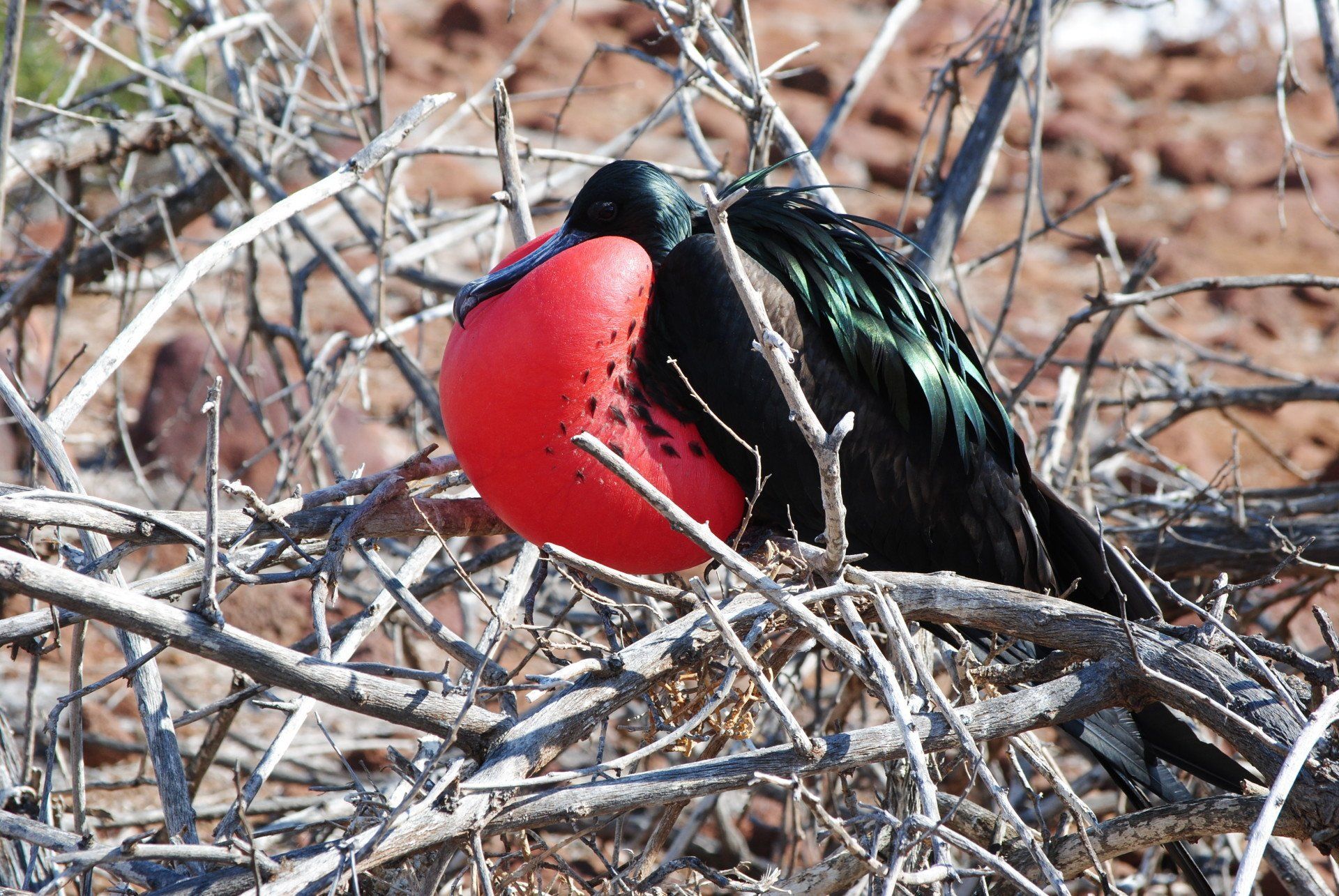 A black bird with a red beak is sitting in a bush.