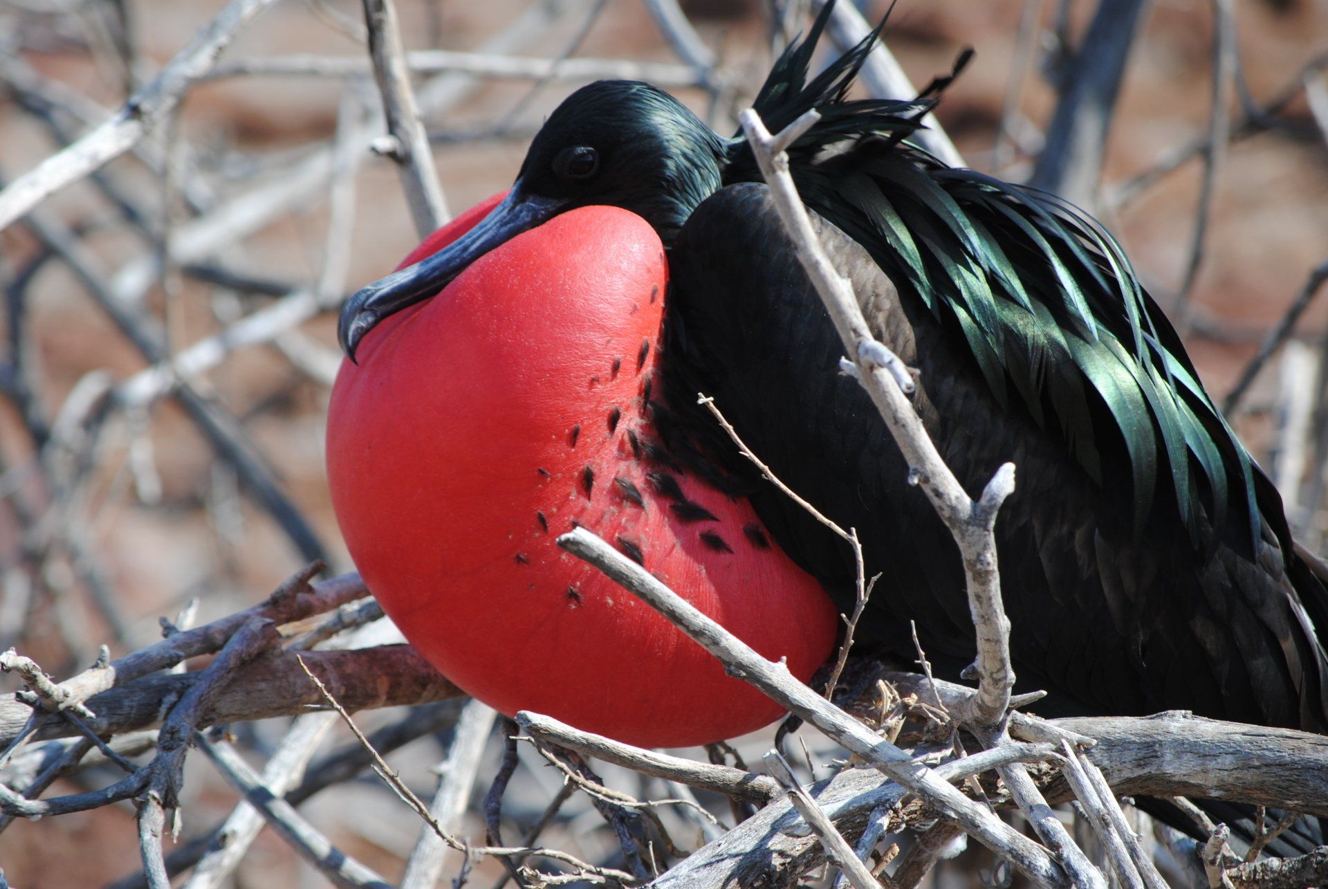 A black bird with a red beak is perched on a tree branch.