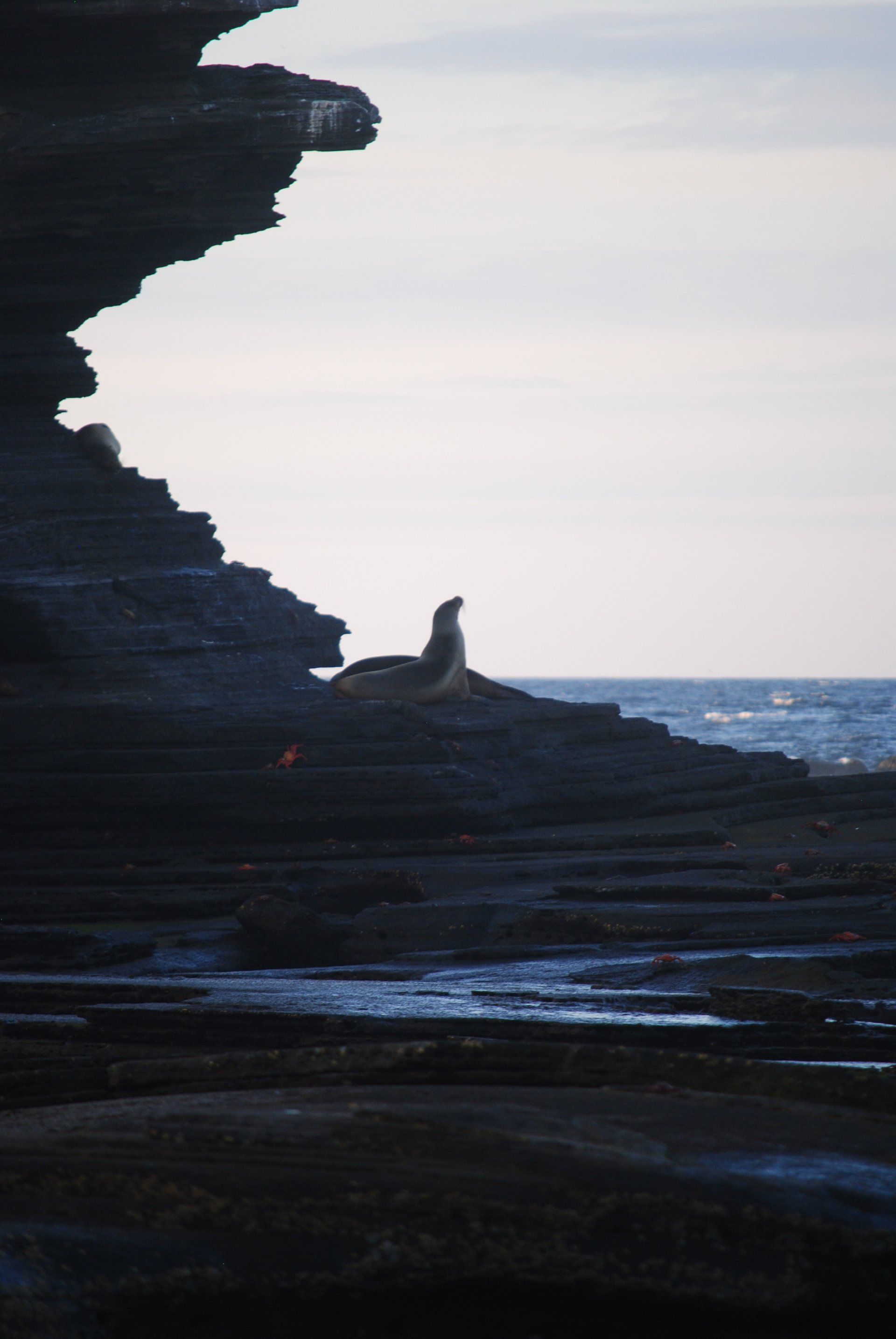 A seal sits on a rocky cliff overlooking the ocean