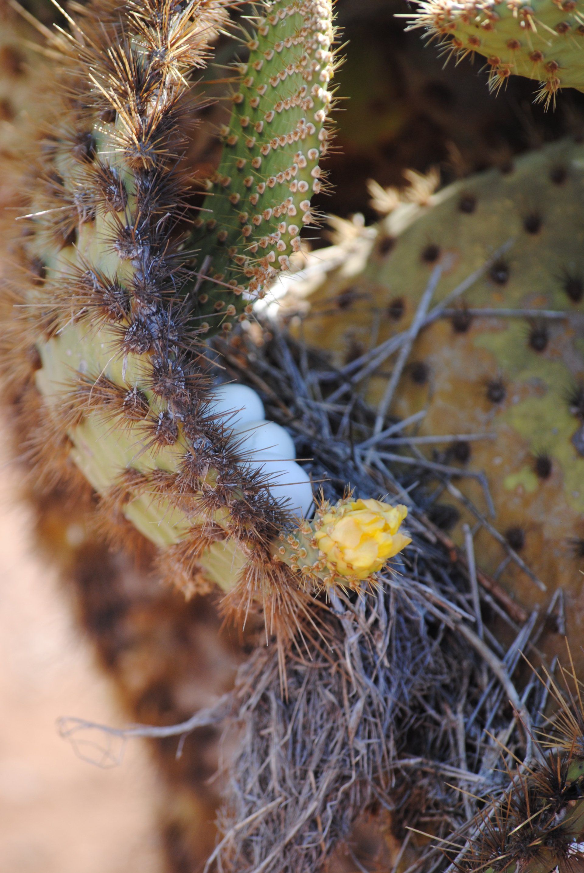 A close up of a cactus with eggs on it.