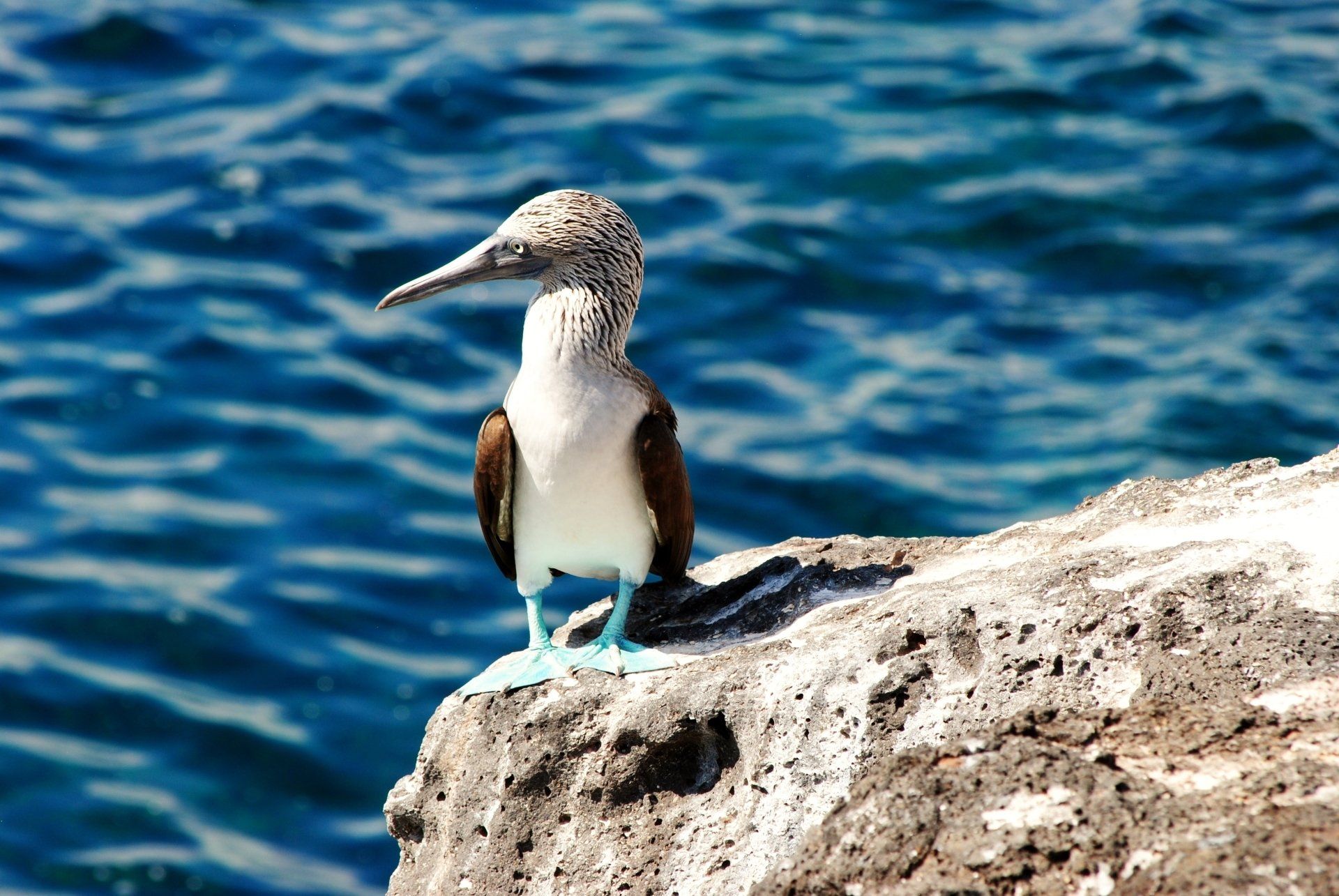 A blue footed booby perched on a rock near the ocean