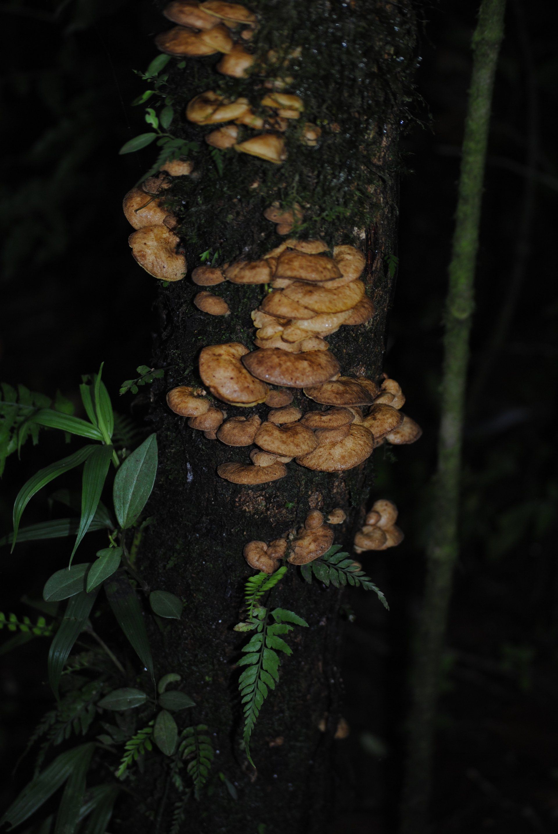 A close up of a tree trunk with mushrooms growing on it.