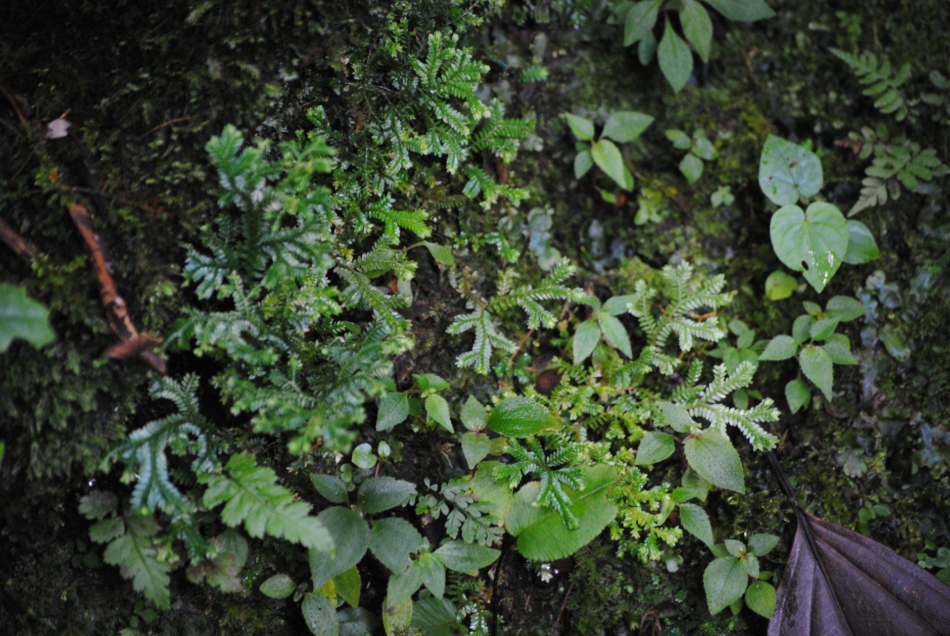 A bunch of green plants are growing on a rock.