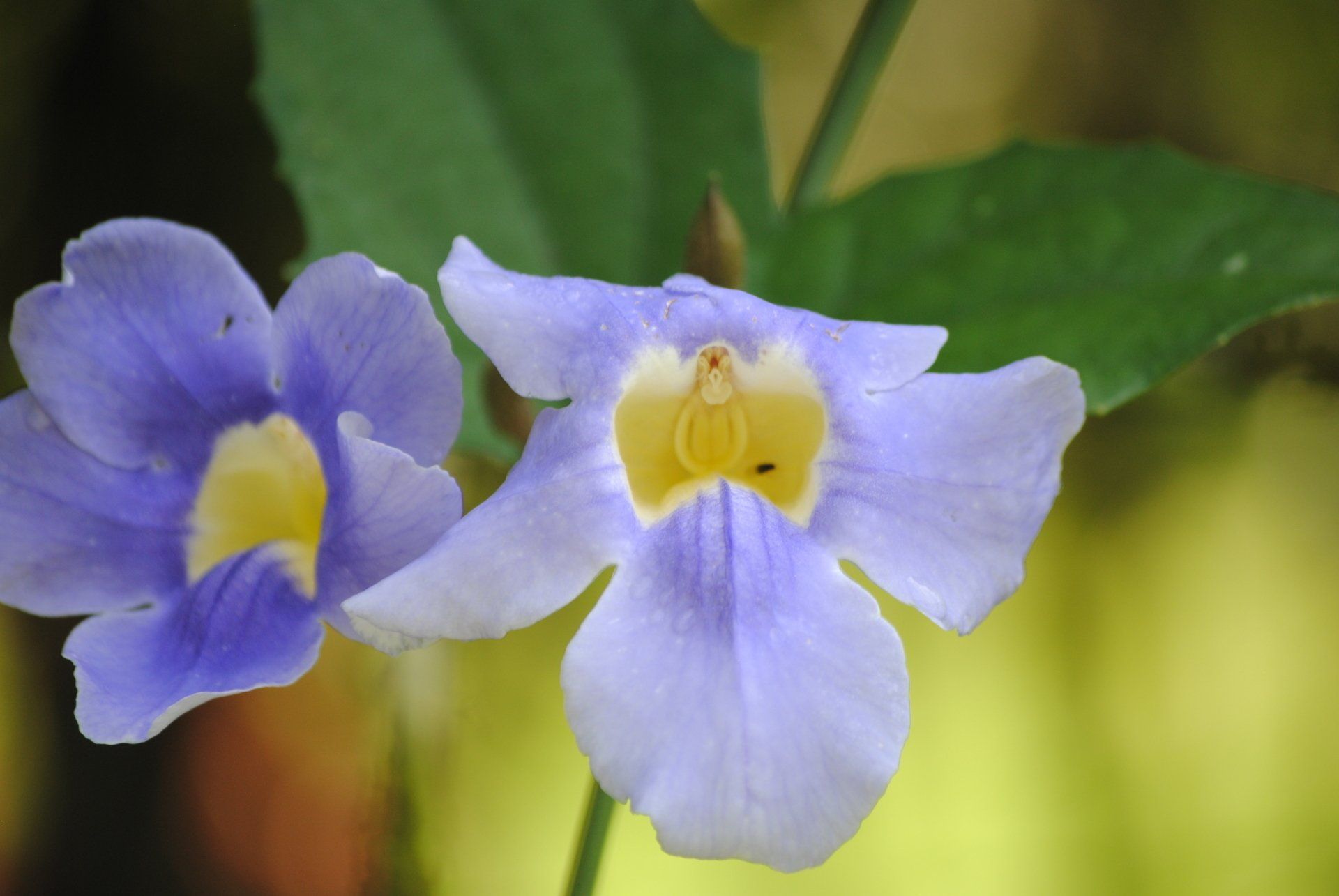 A close up of two purple flowers with a yellow center