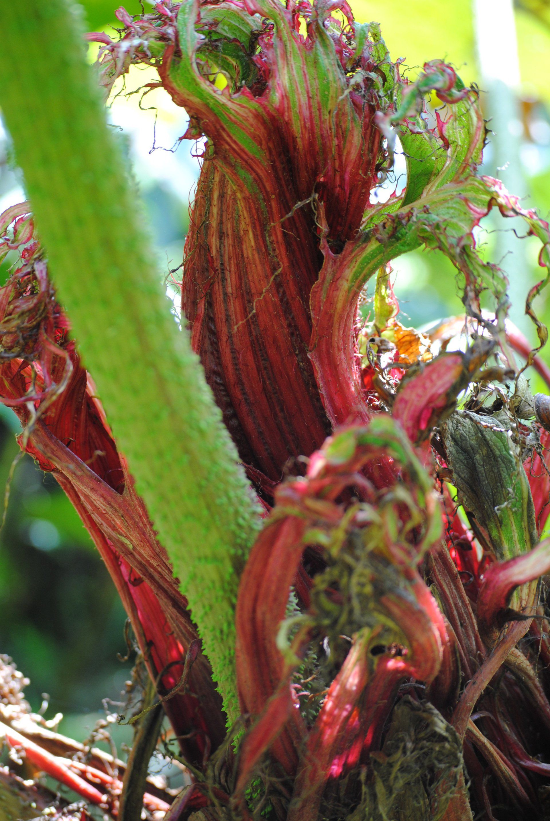 A close up of a plant with red leaves and green stems.