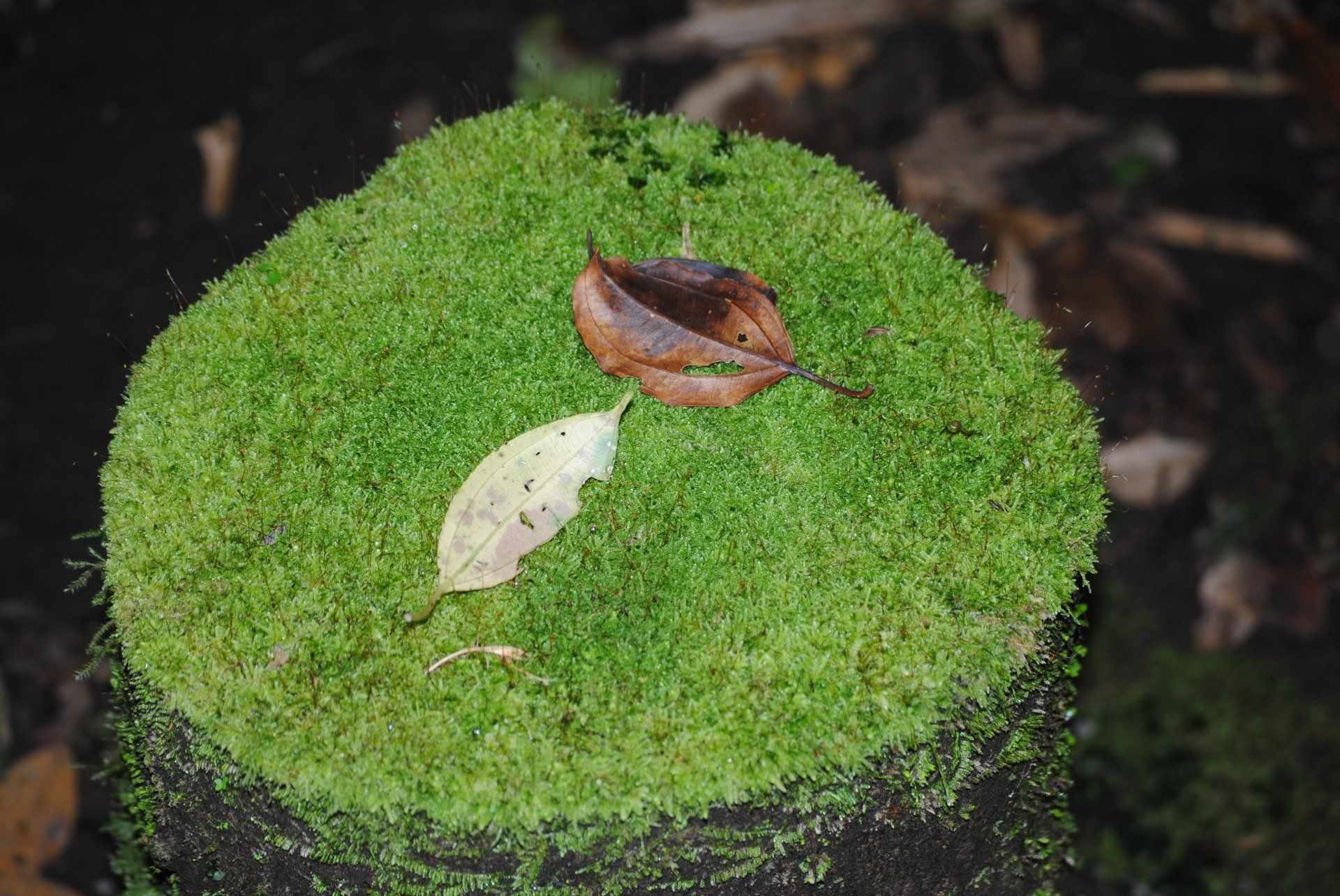 A leaf is sitting on top of a stump covered in moss.
