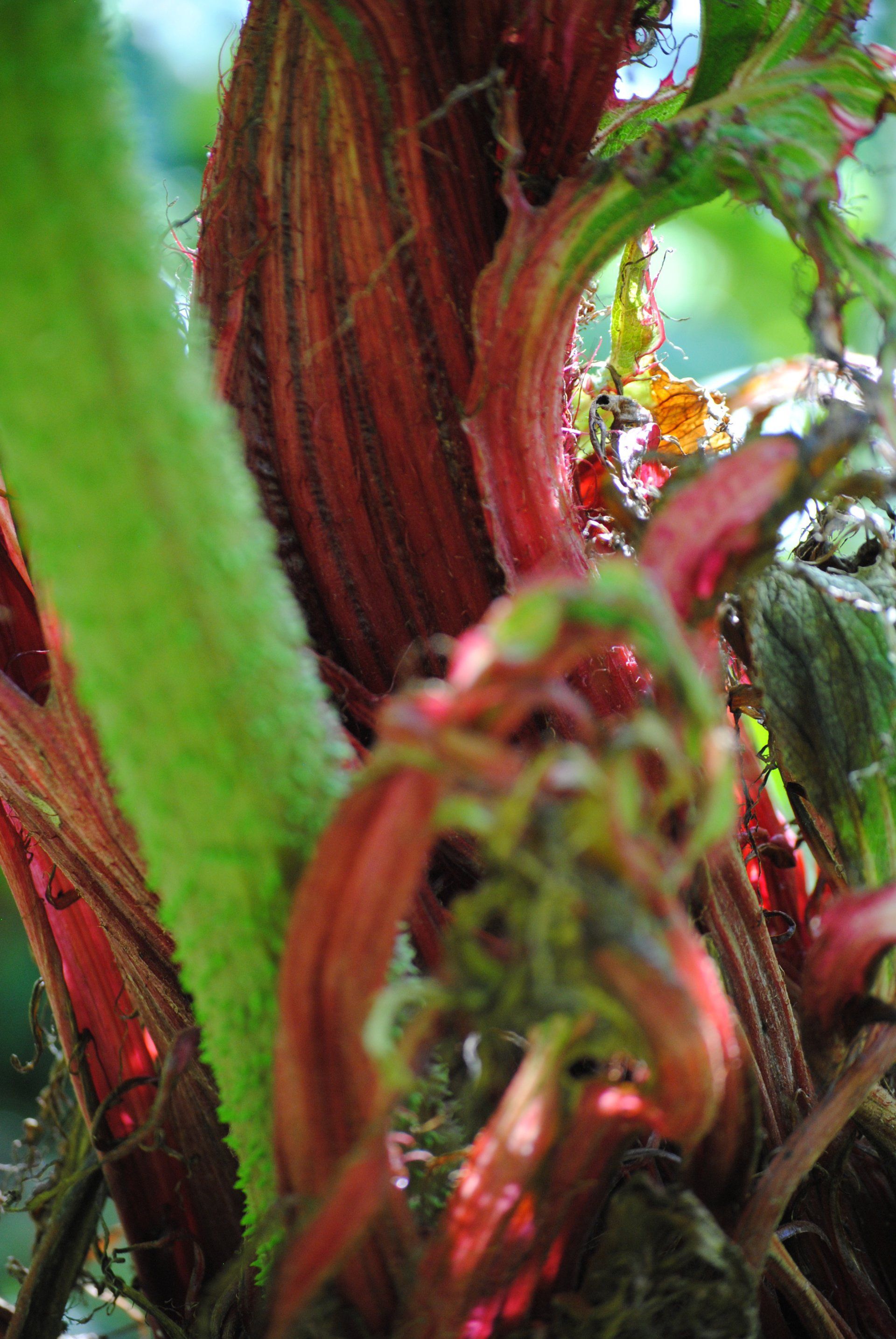 A close up of a plant with red flowers and green leaves.