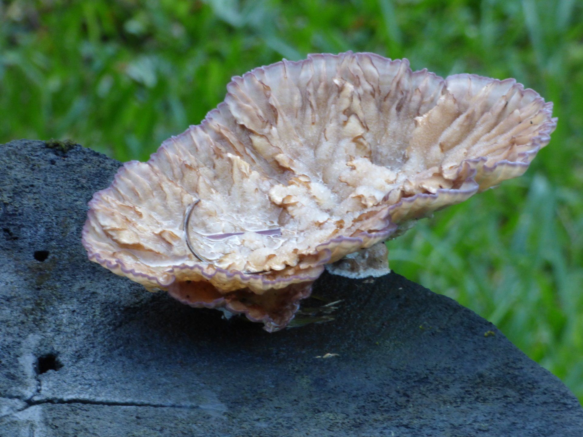A mushroom is growing on a piece of wood