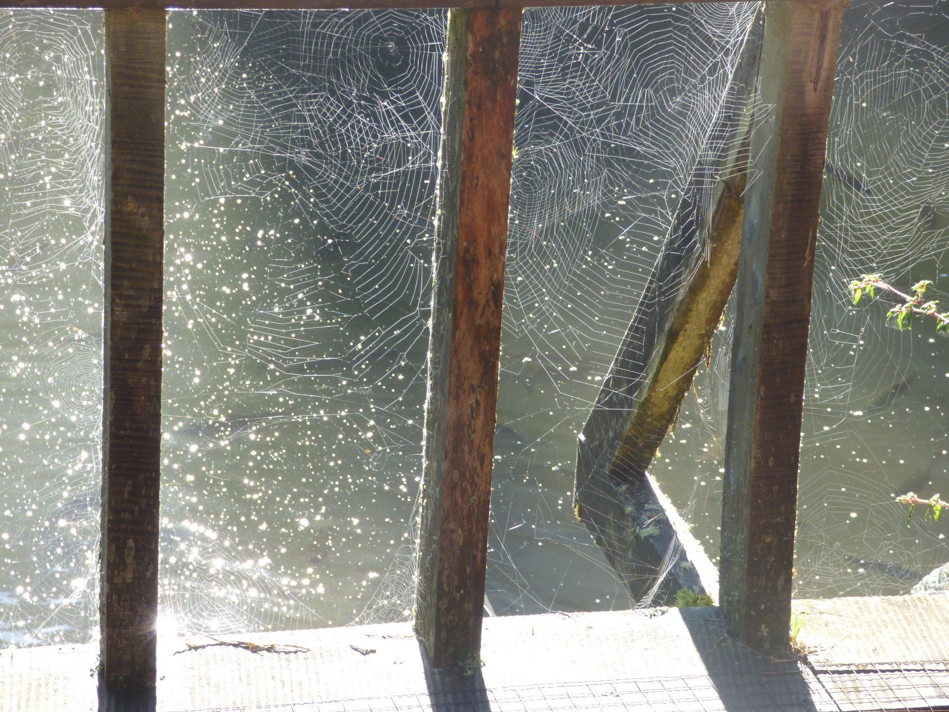 A wooden railing with a spider web on it