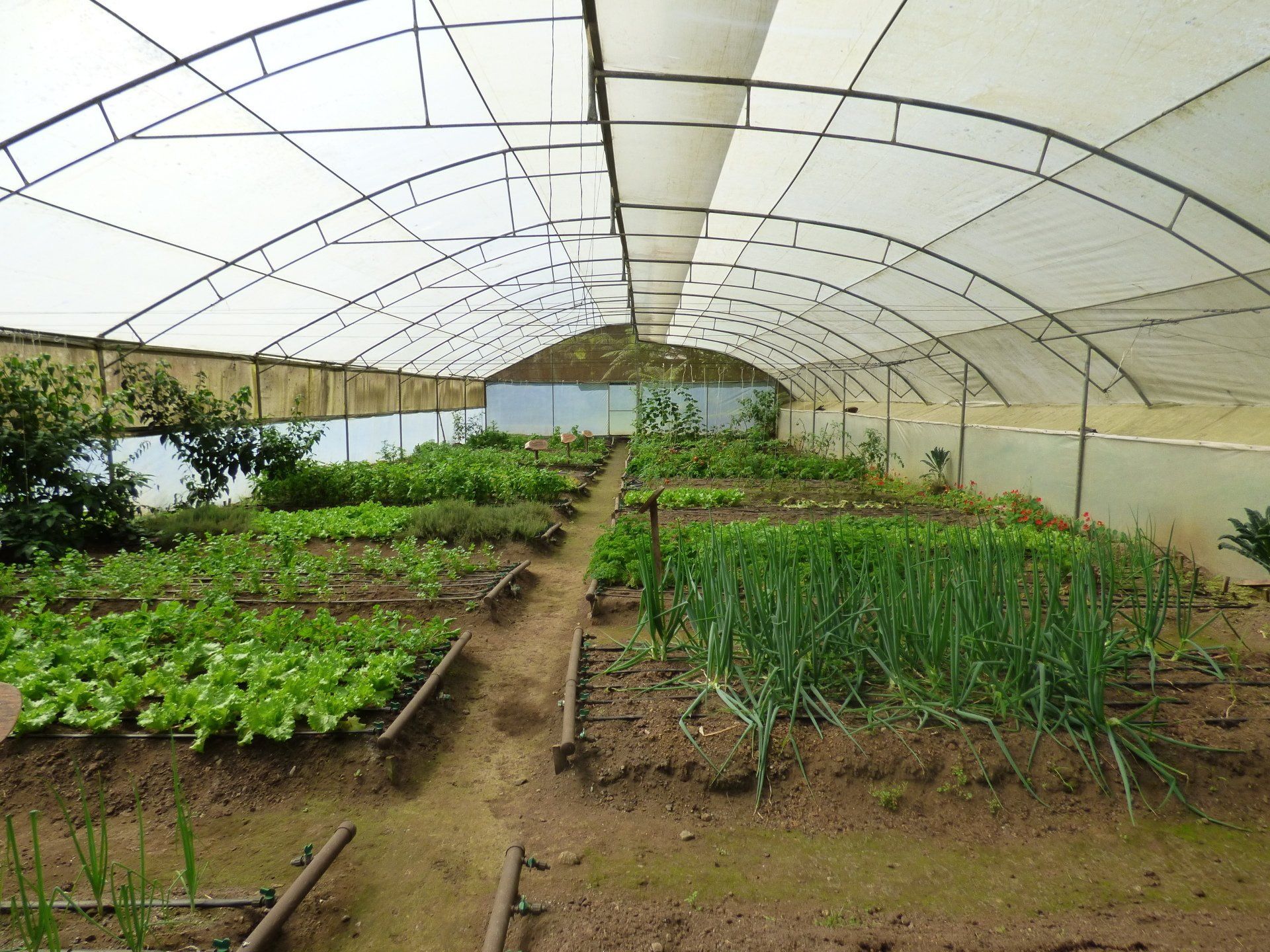 A greenhouse filled with lots of vegetables including lettuce and onions
