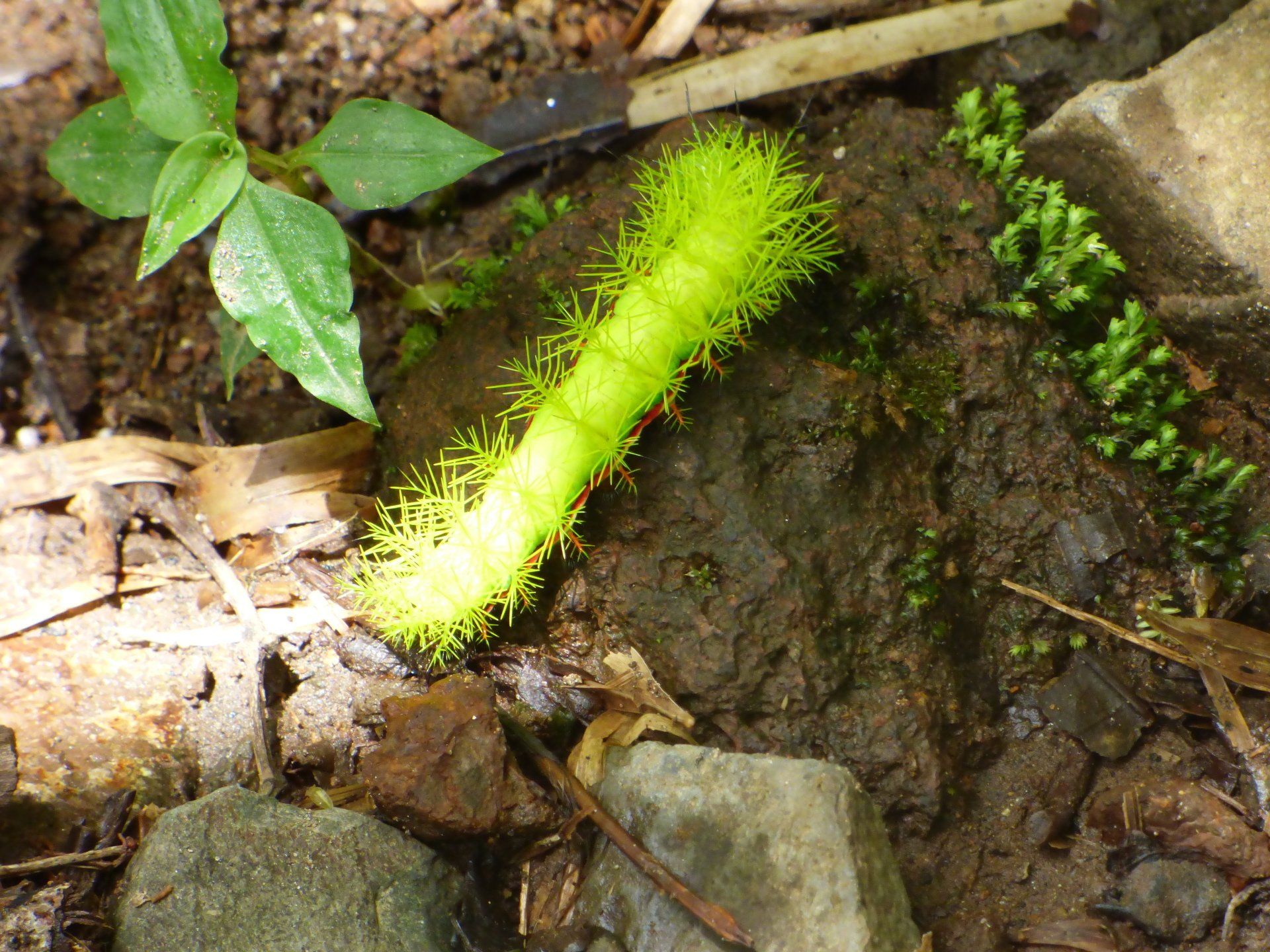 A green caterpillar is crawling on the ground near some rocks