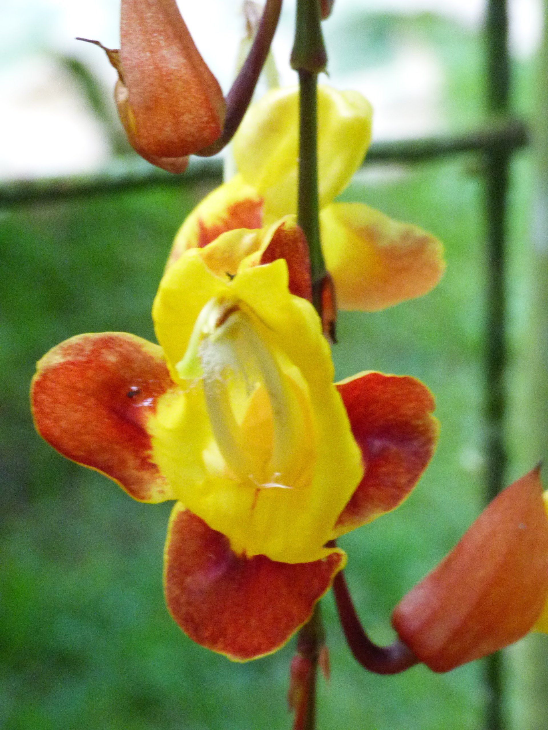A close up of a yellow and red flower