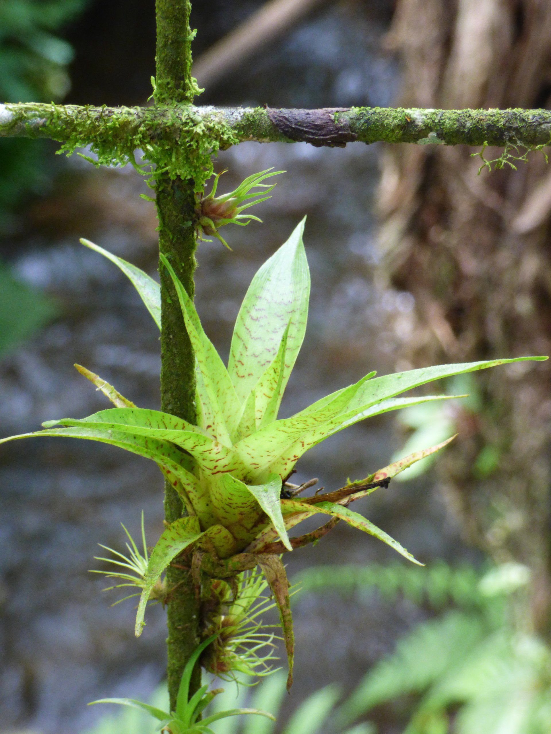 A small green plant is growing on a tree branch
