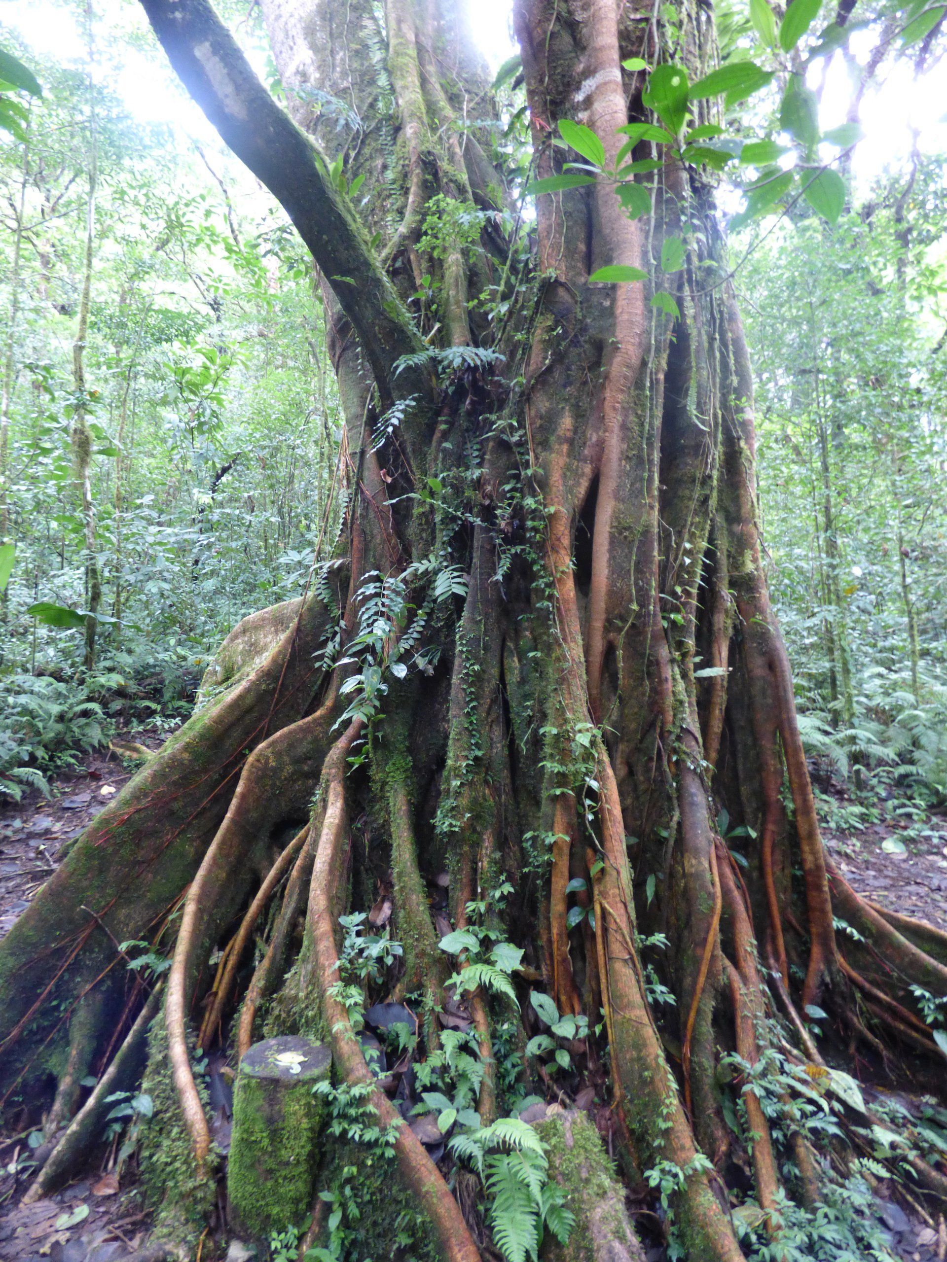 A tree with a lot of roots is in the middle of a forest.