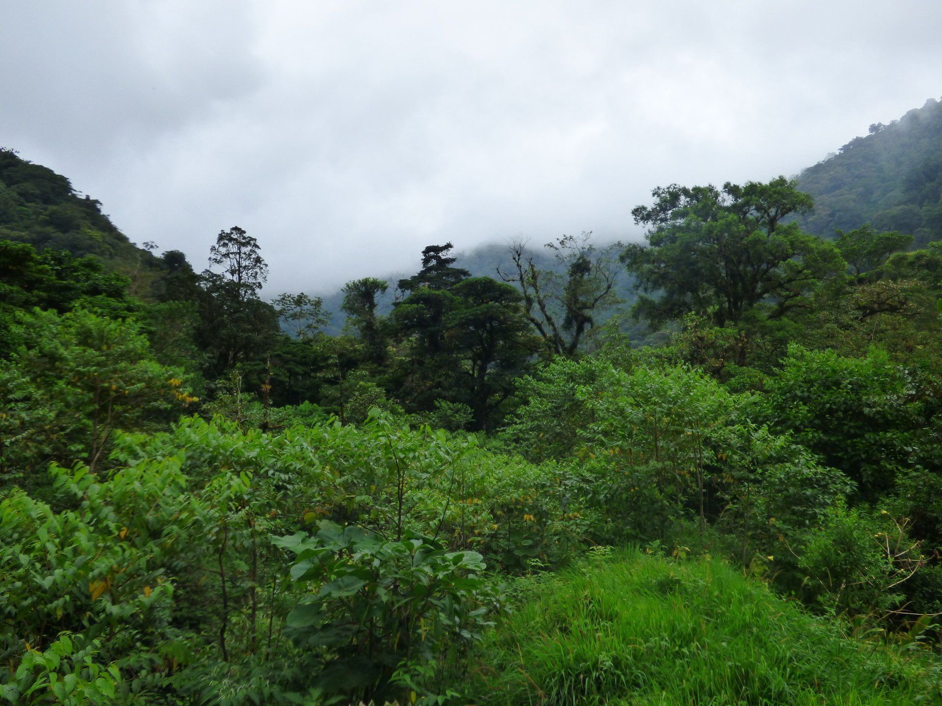 A lush green forest with mountains in the background