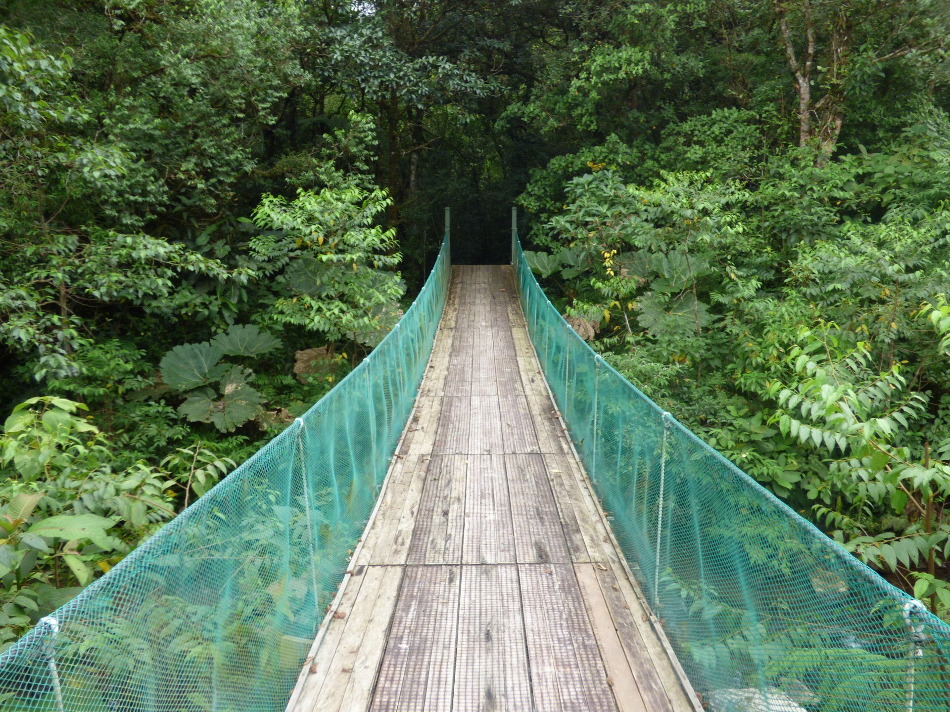 A wooden hanging bridge in the middle of a forest.