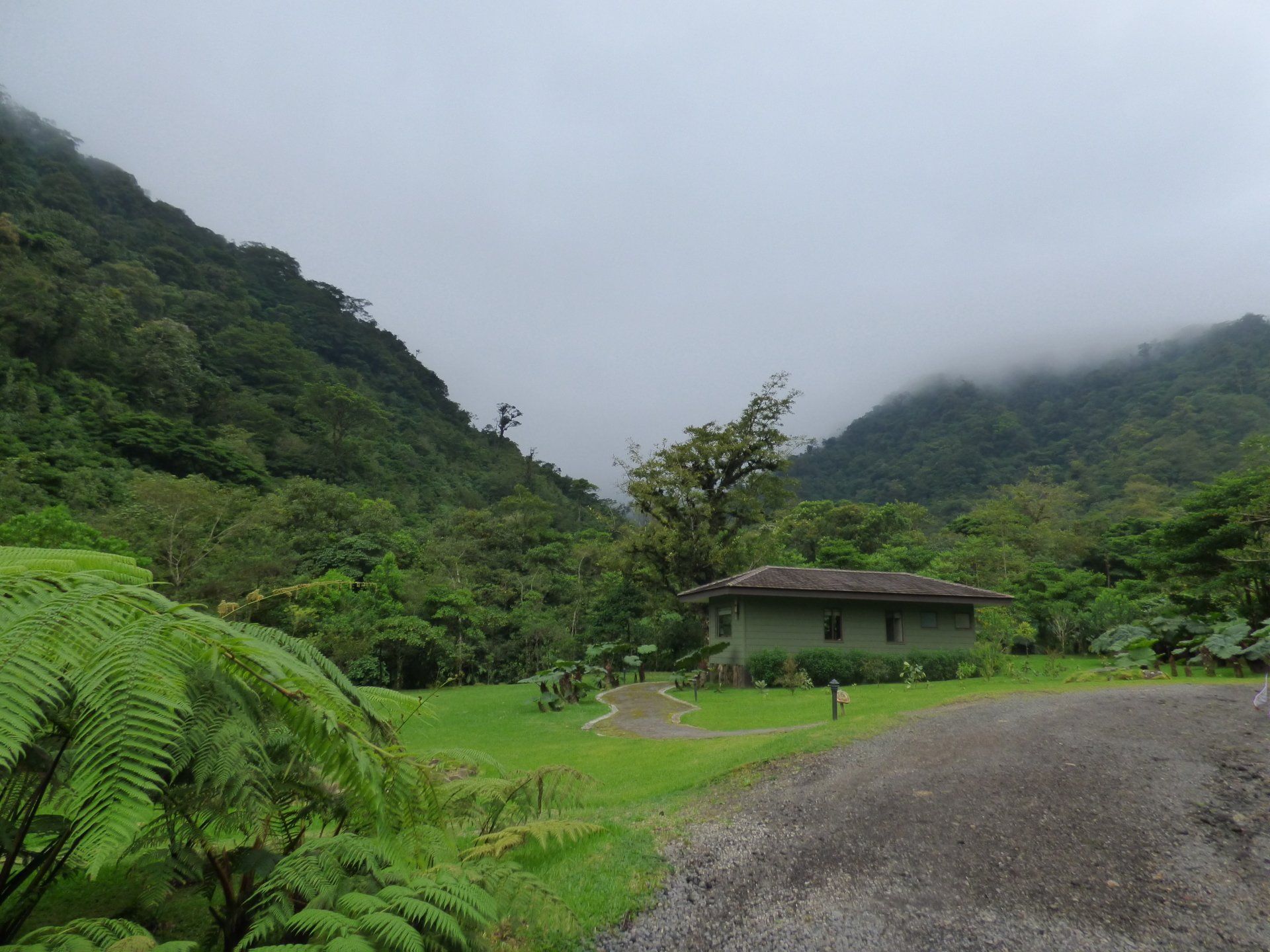 A house in the middle of a lush green forest
