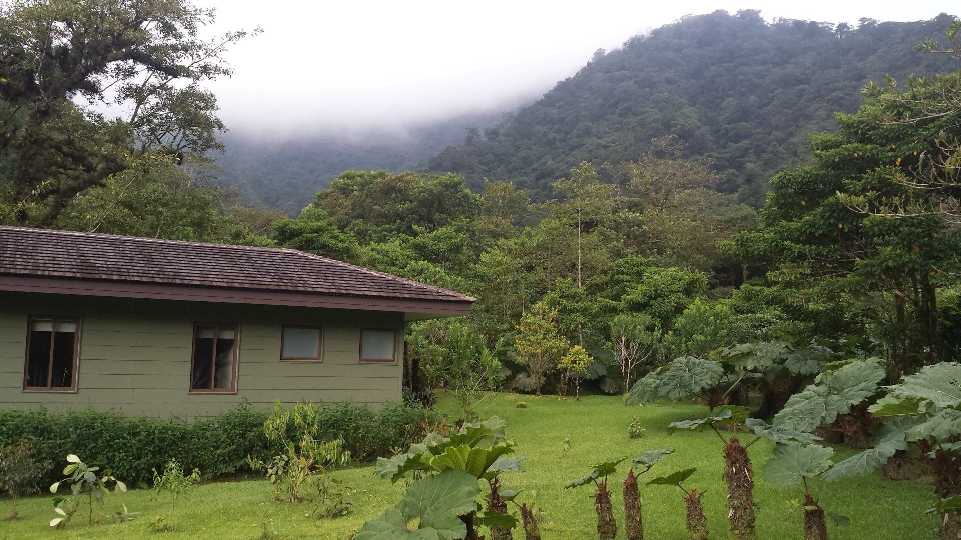 A house in the middle of a lush green forest