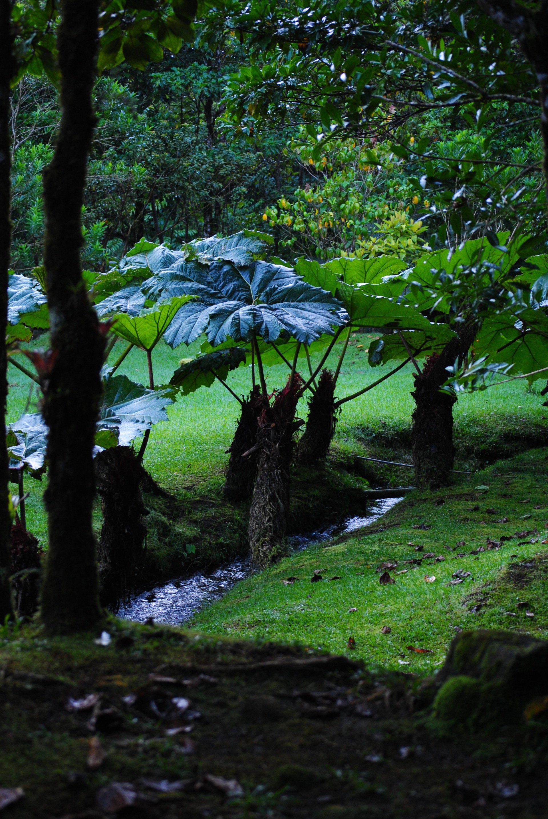 A stream running through a lush green forest with trees and plants.