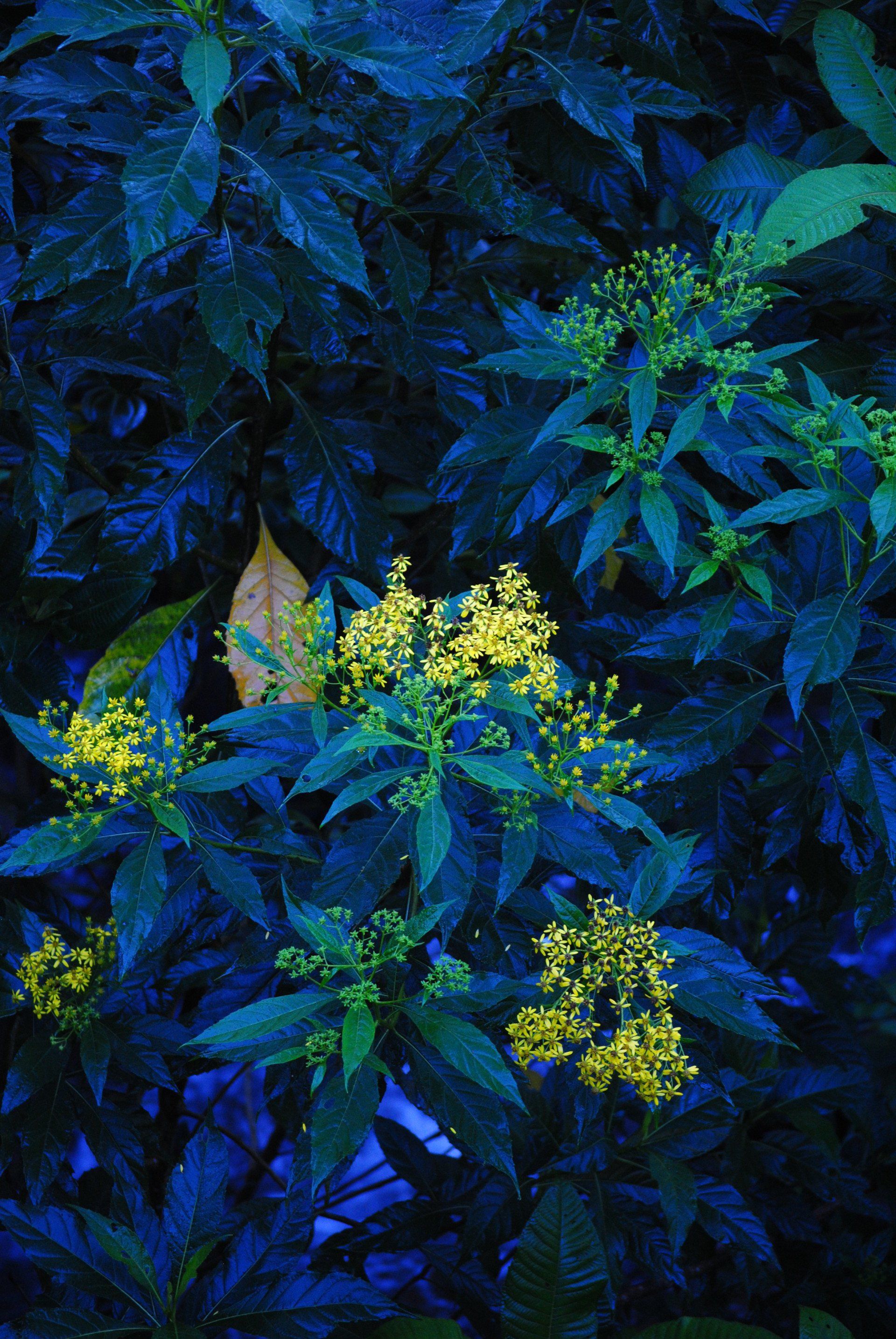 A close up of a plant with yellow flowers and blue leaves.