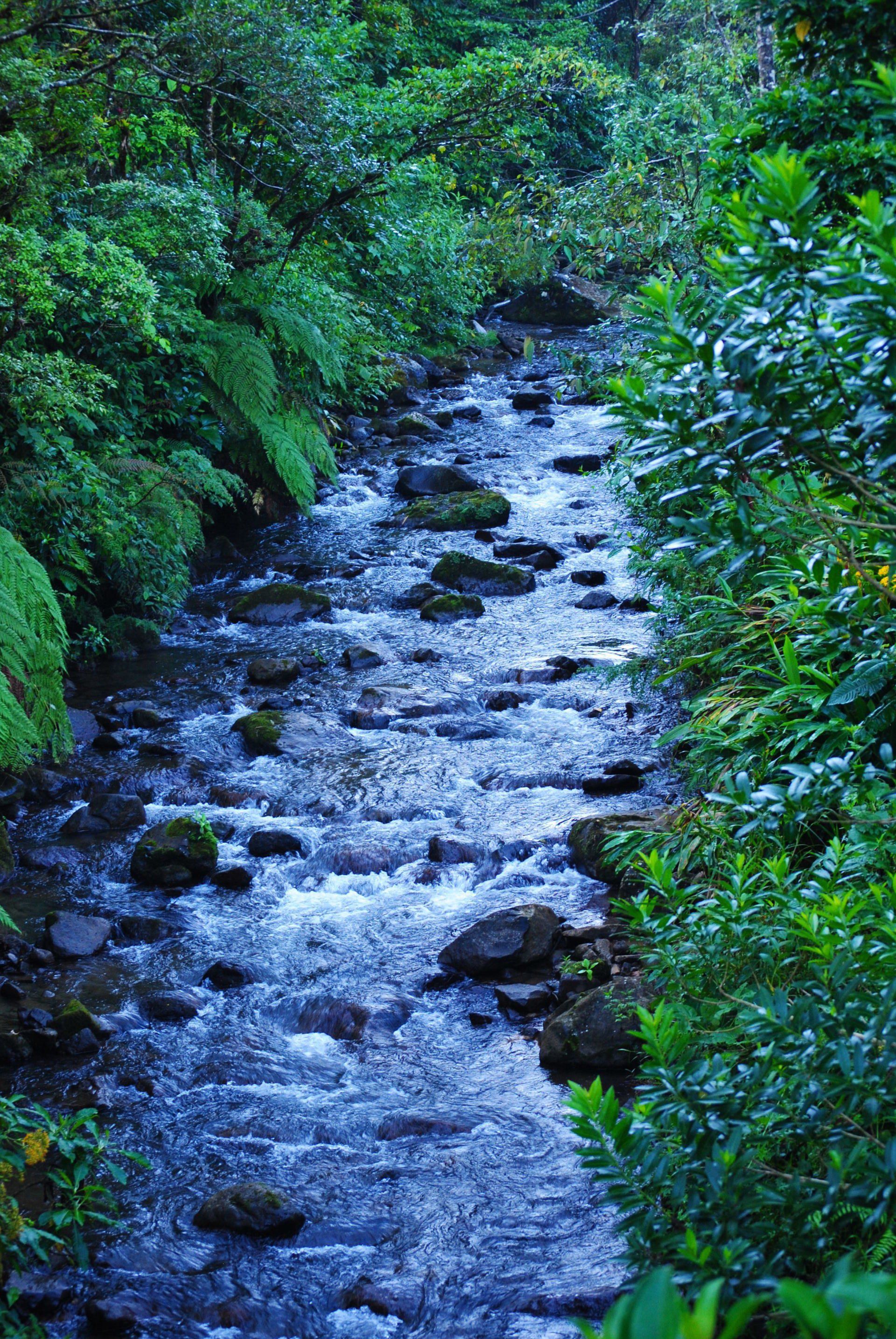 A river flowing through a lush green forest surrounded by trees and rocks.