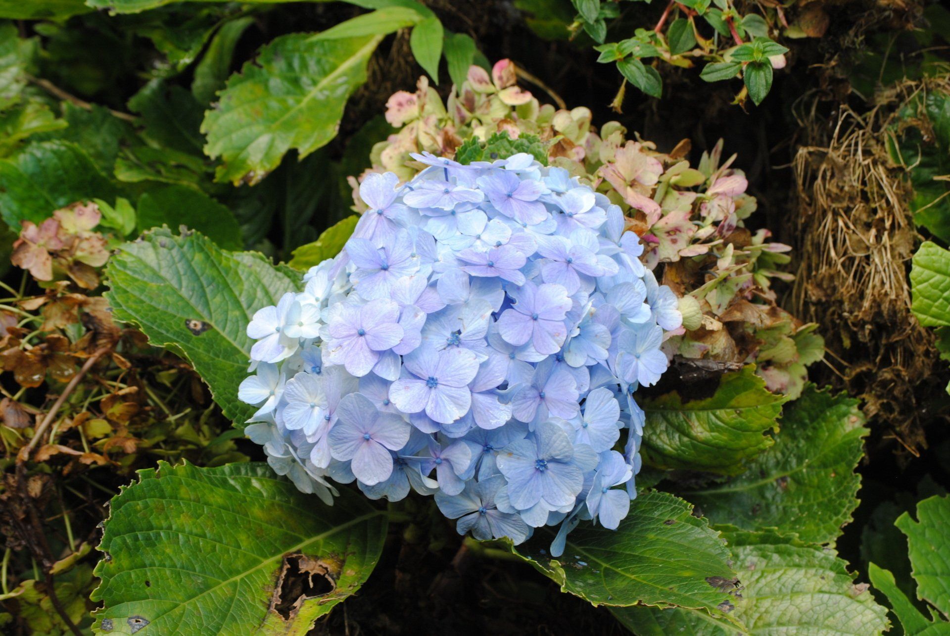A close up of a blue hydrangea flower surrounded by green leaves