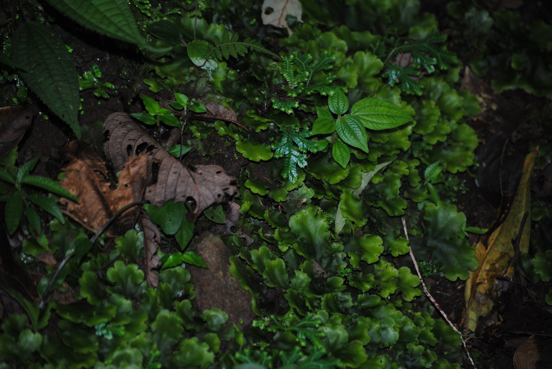 A bunch of green plants are growing on the ground.