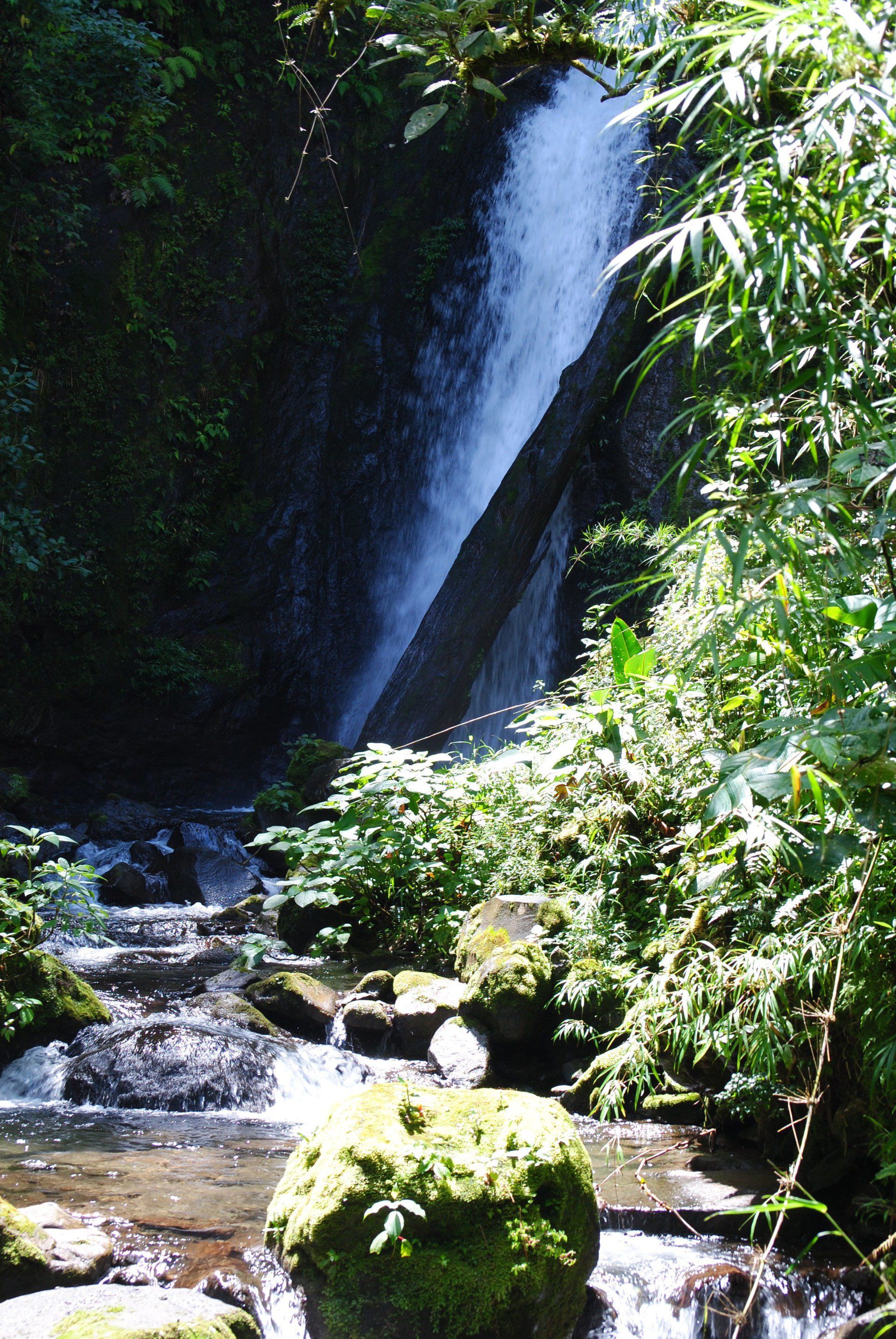 A waterfall in the middle of a lush green forest
