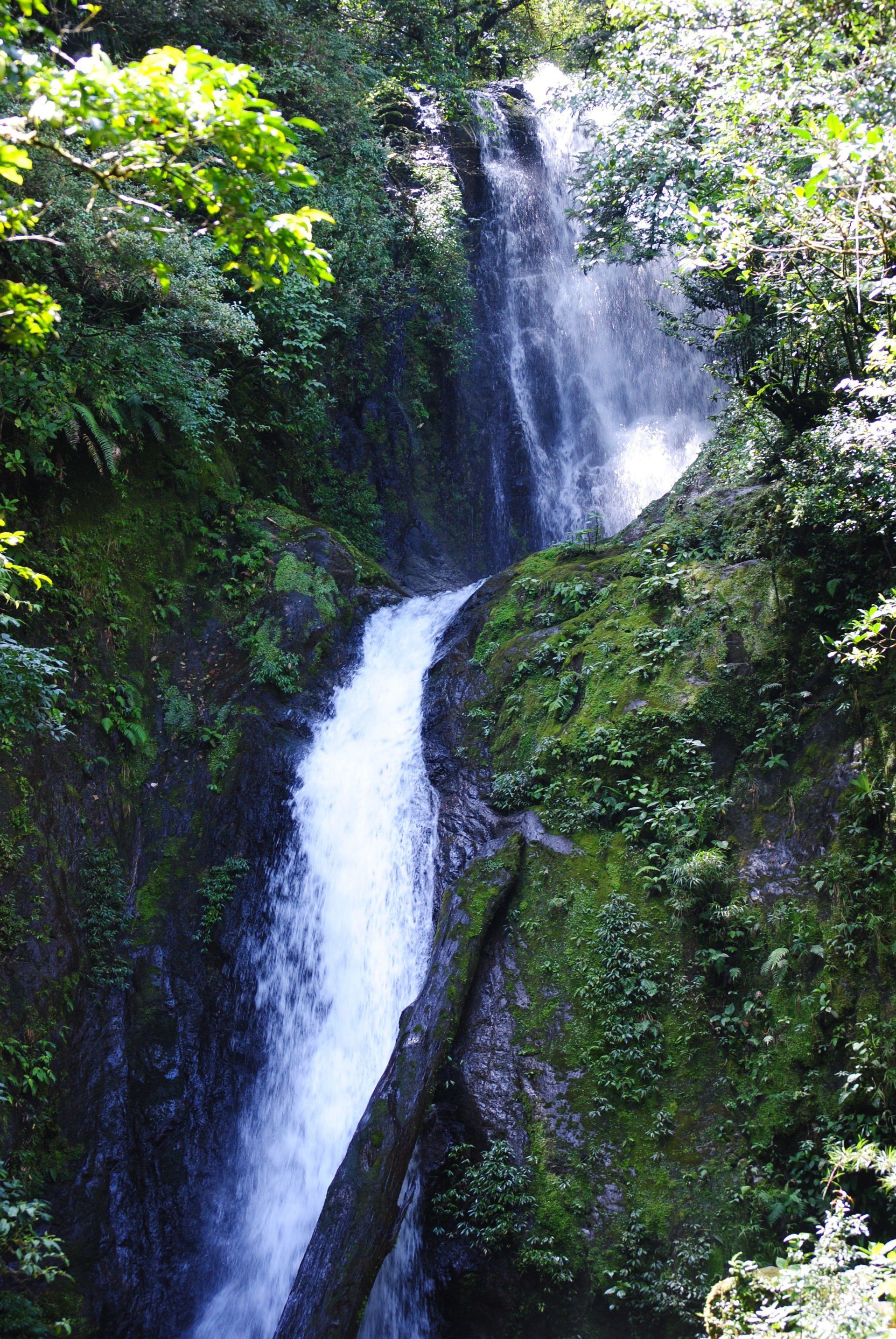 A waterfall is surrounded by trees and moss in the middle of a forest.