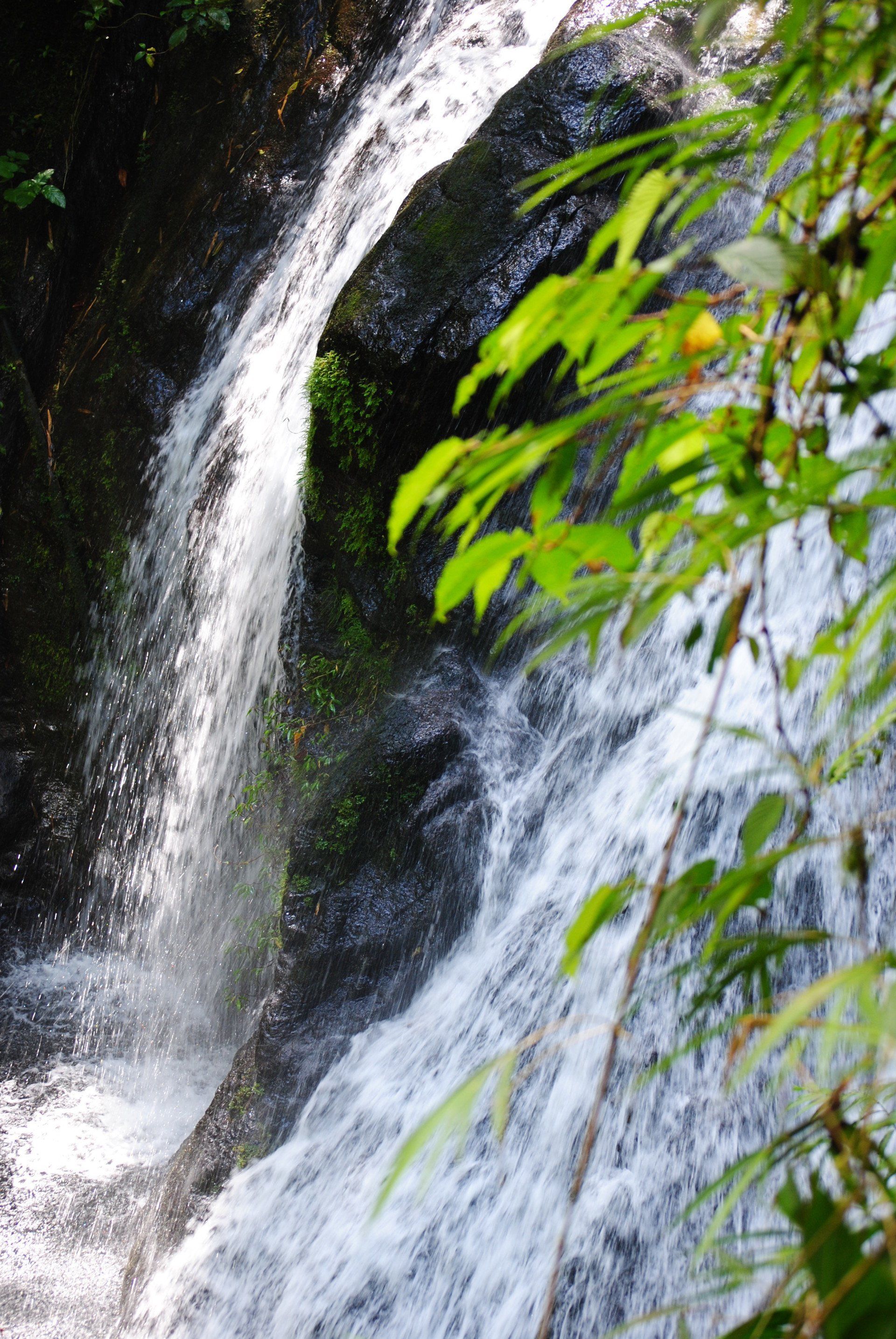A waterfall is surrounded by trees and leaves