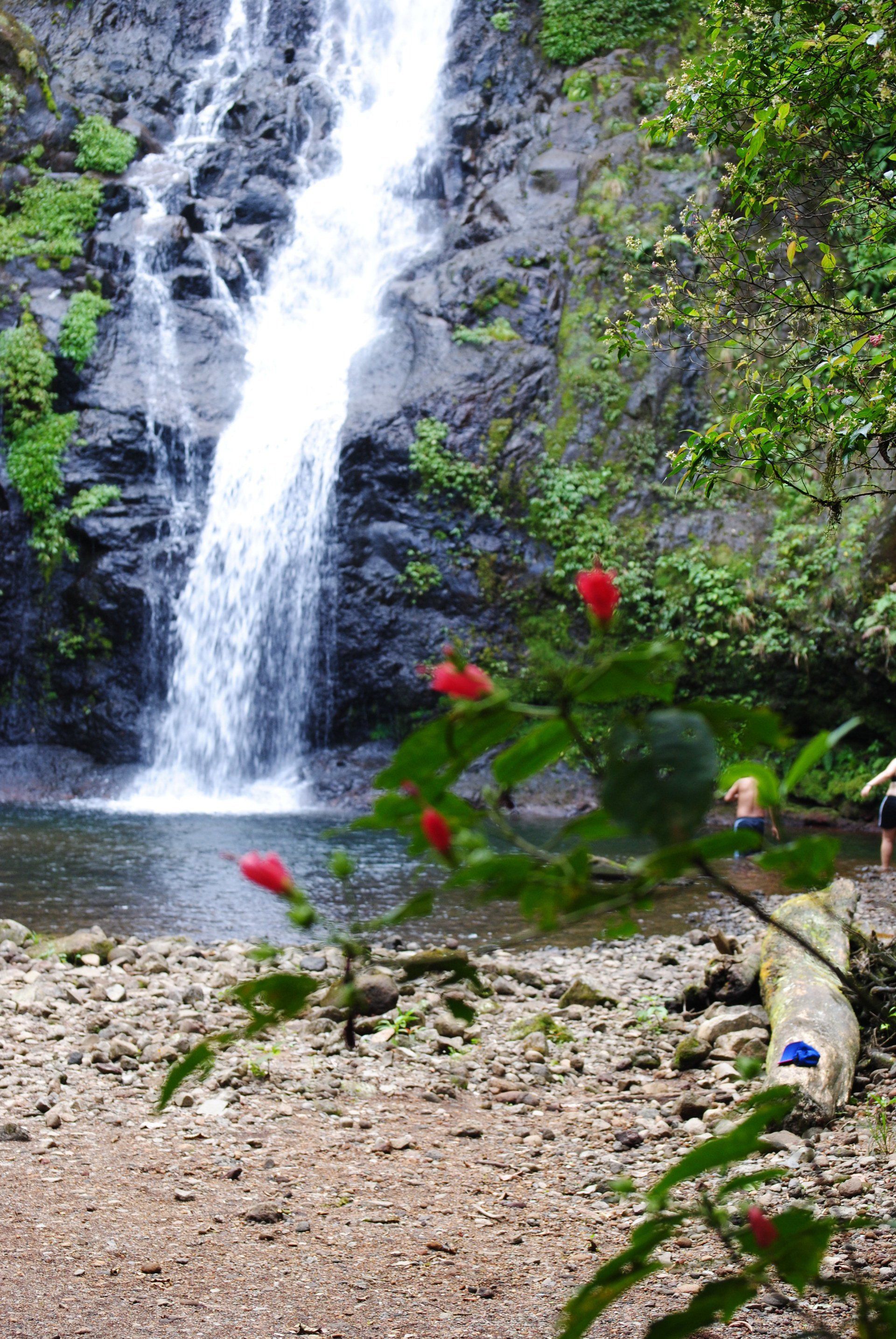 A waterfall with red flowers in the foreground