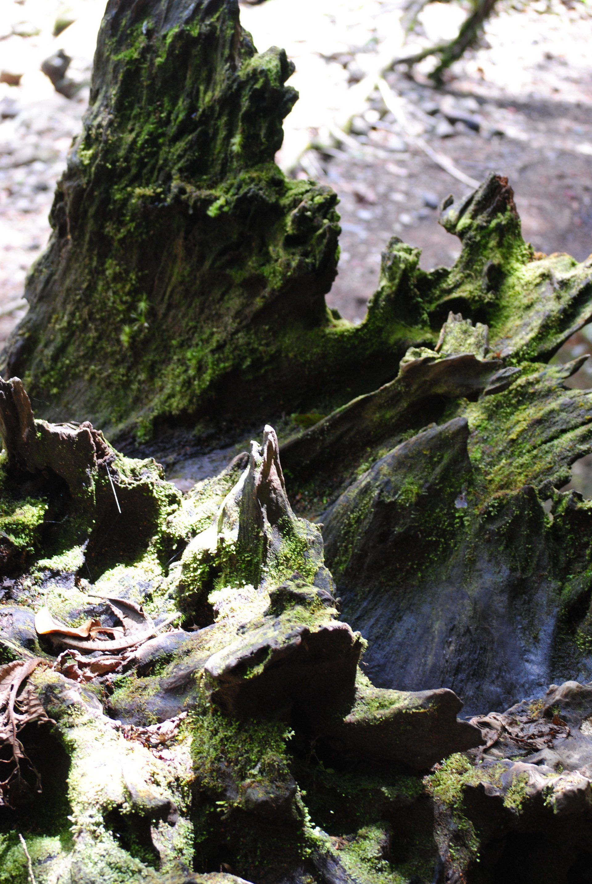 A close up of a tree stump covered in moss
