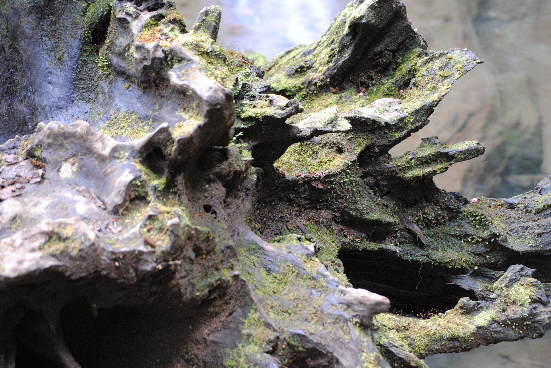 A close up of a piece of wood covered in moss.