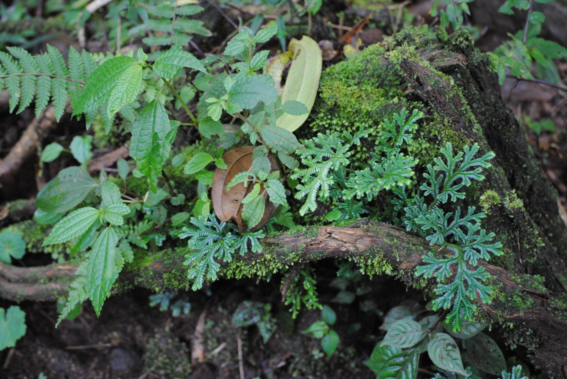 A close up of a tree trunk covered in moss and ferns.