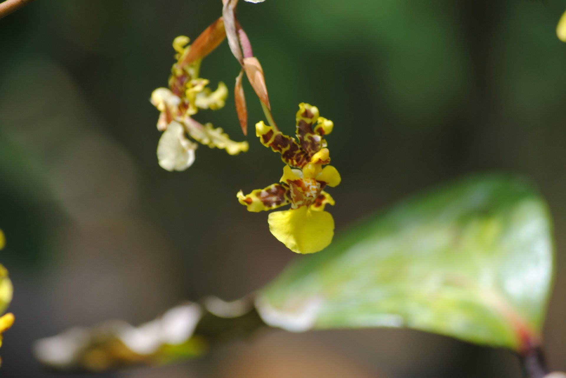 A close up of a flower with a green leaf in the background