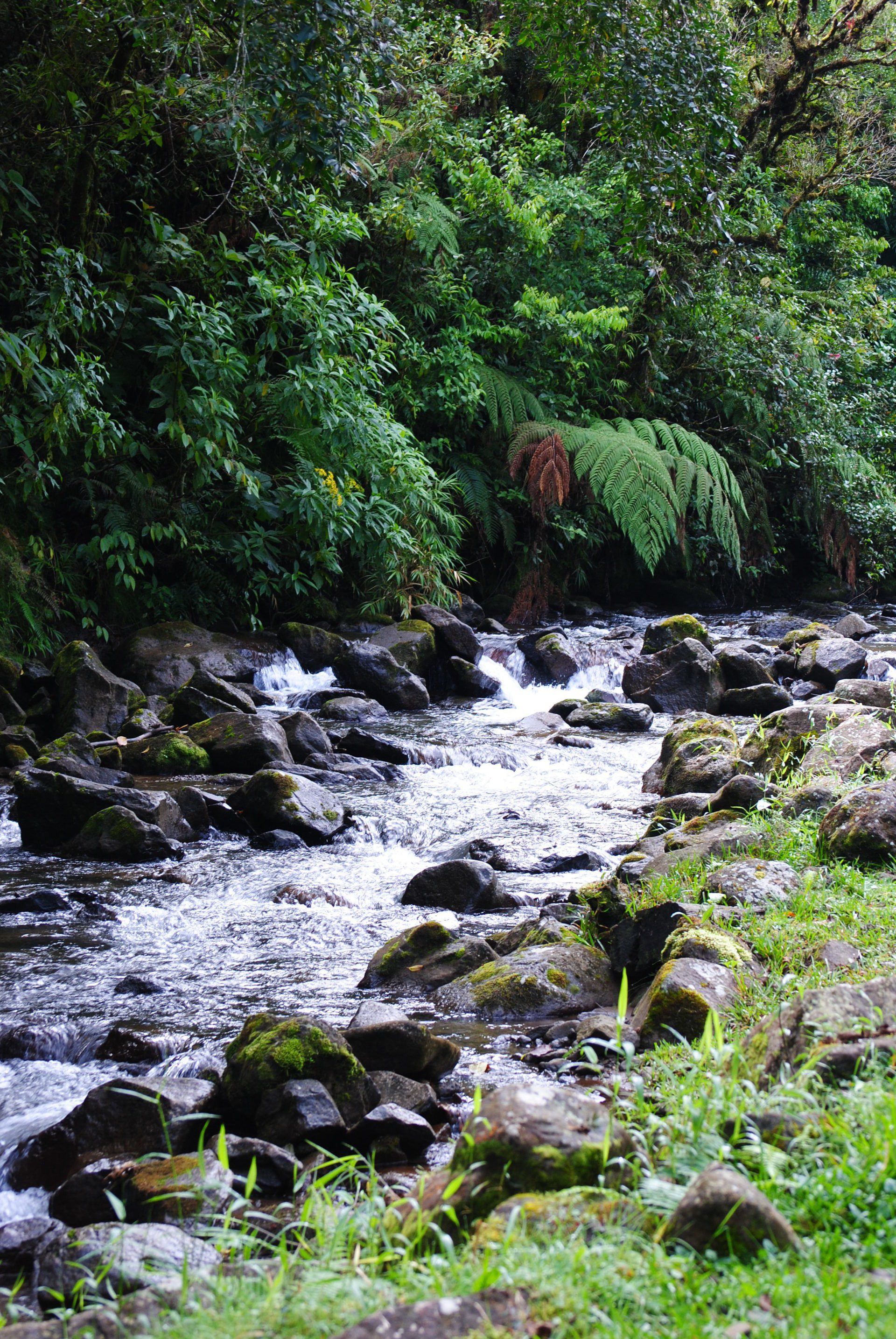 A river flowing through a lush green forest
