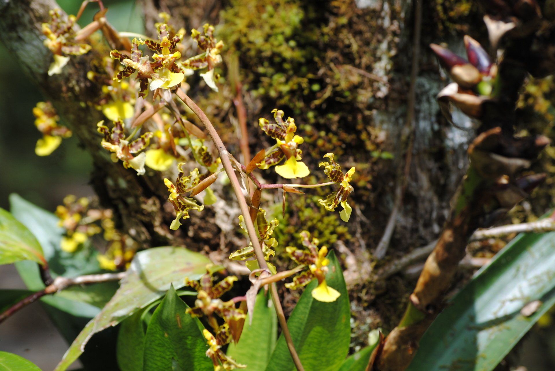 A close up of a plant with yellow flowers and green leaves.