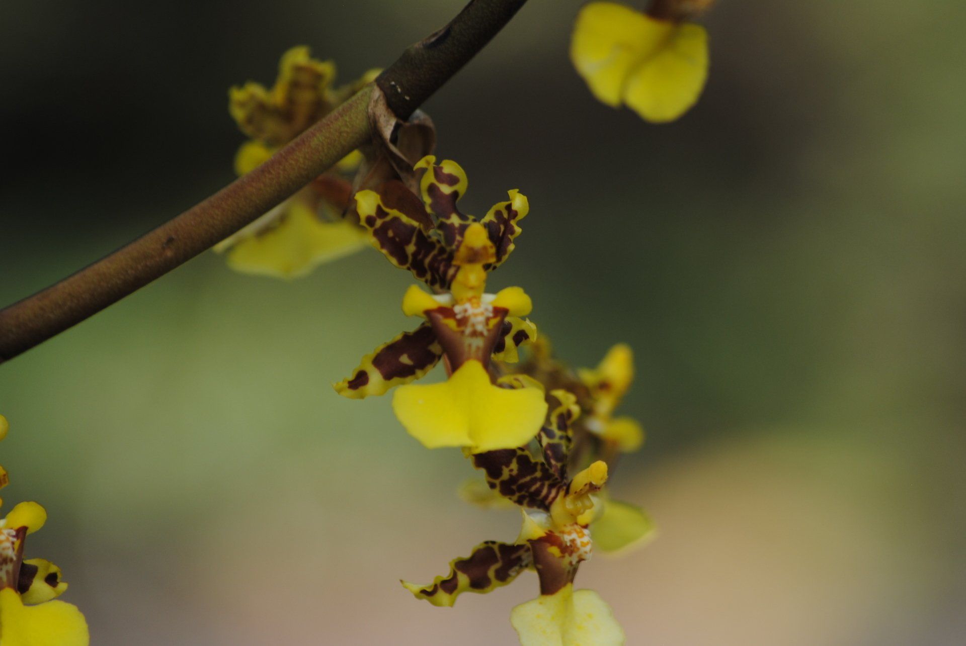 A close up of a yellow and brown flower on a plant.
