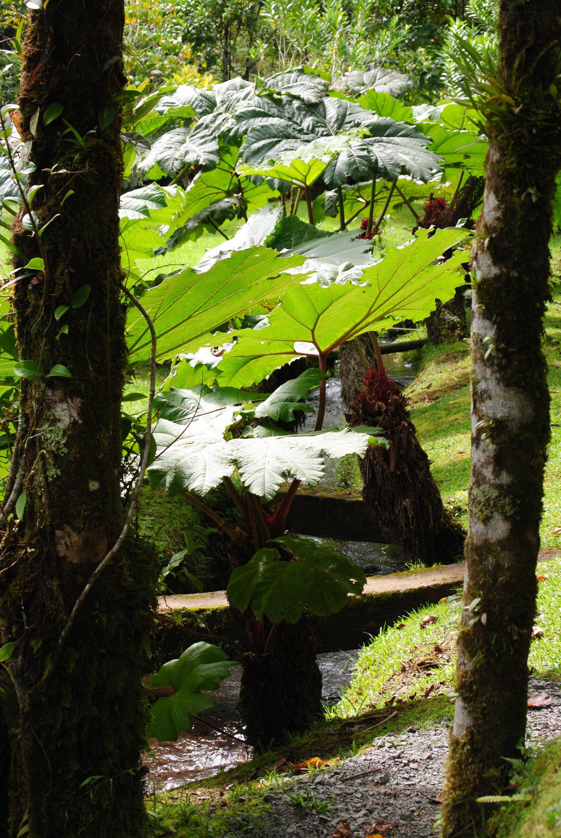 A lush green forest with lots of trees and plants