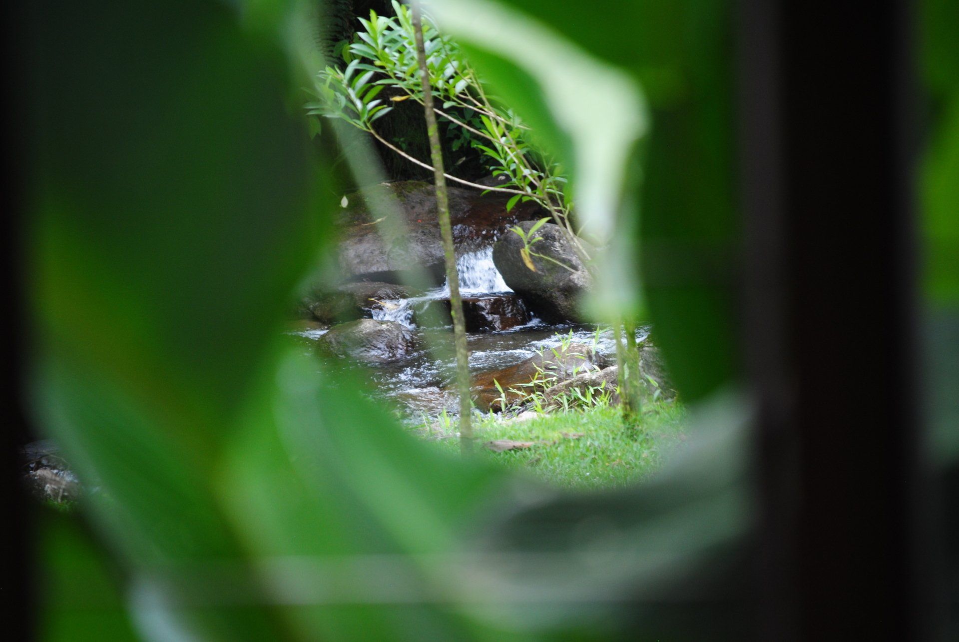 A waterfall is visible through the leaves of a tree.