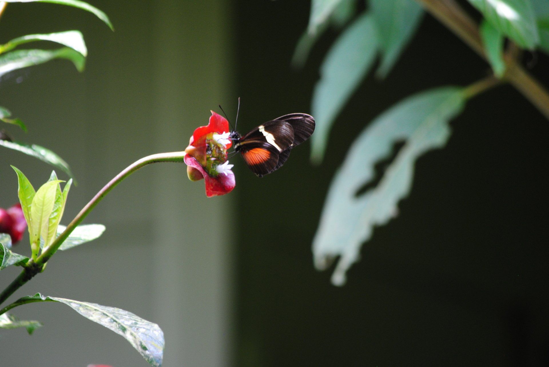 A butterfly is perched on a red flower.