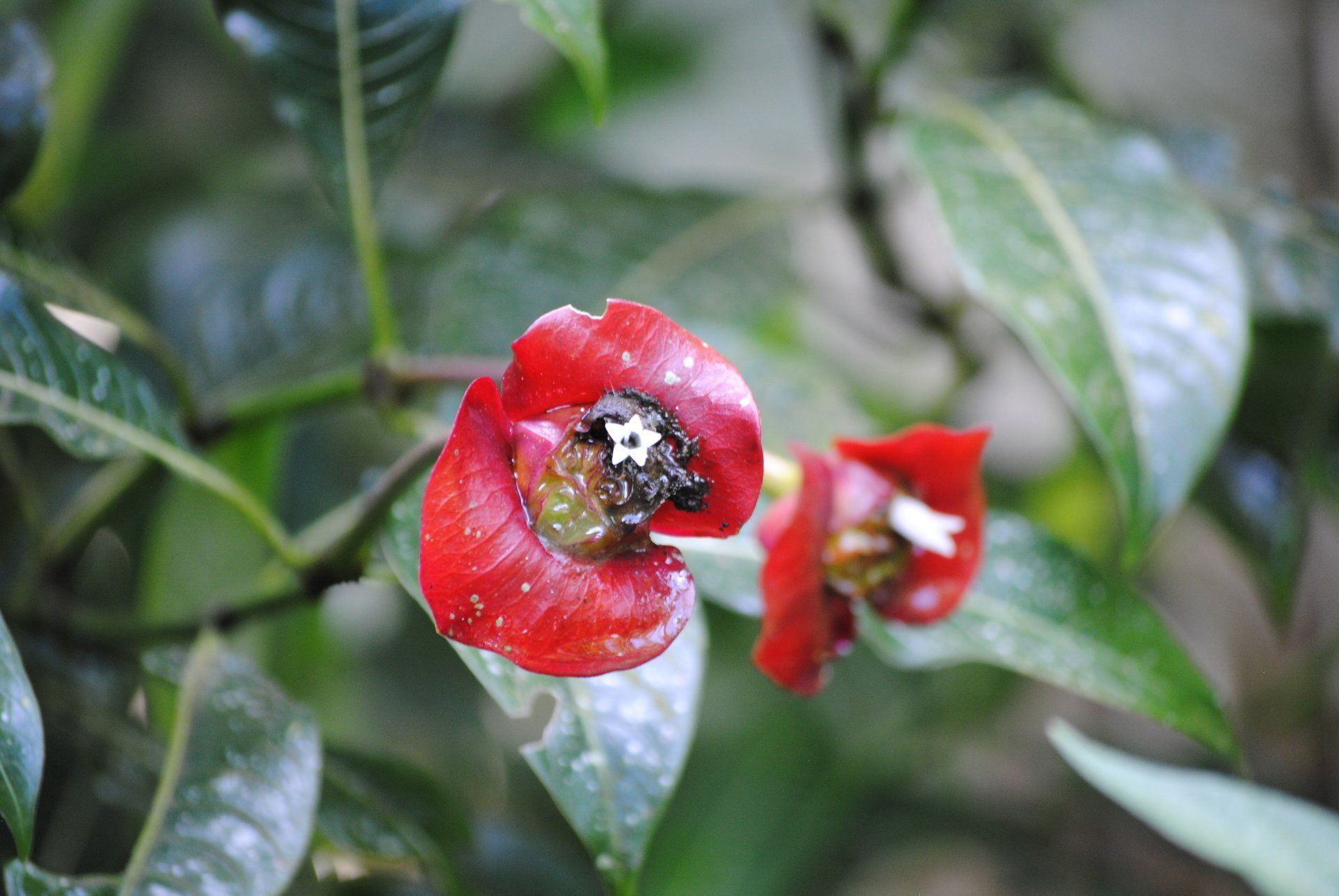 A close up of a red flower on a plant